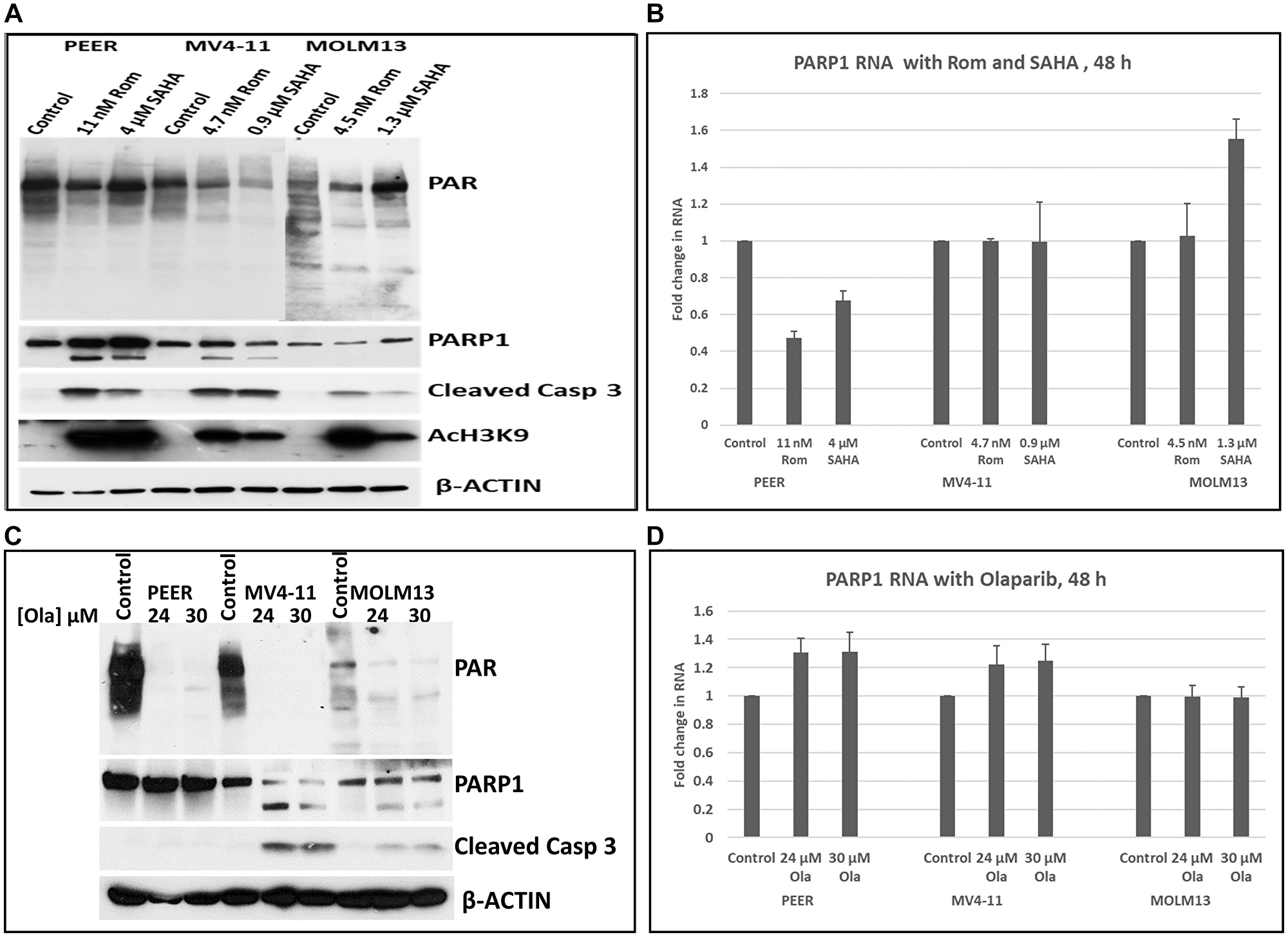 Effects of HDAC and PARP inhibitors on the transcription of the PARP1 gene