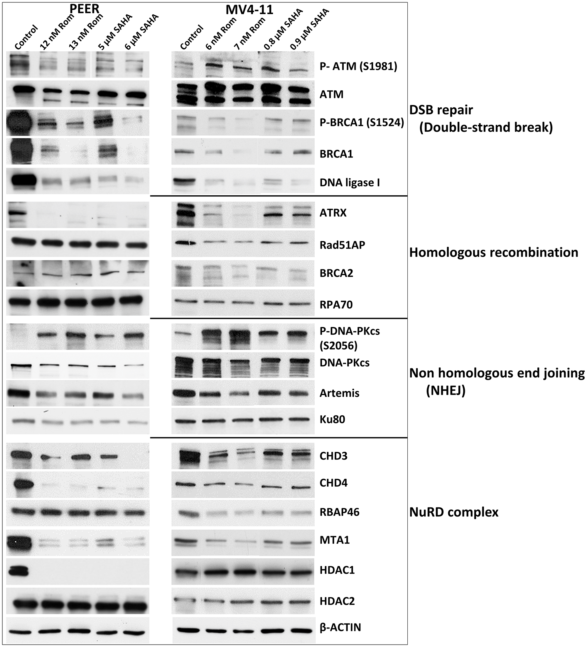 Effects of romidepsin (Rom) and SAHA on the levels and phosphorylation status of various proteins involved in DNA repair/DNA damage response in the PEER and MV4-11 cell lines