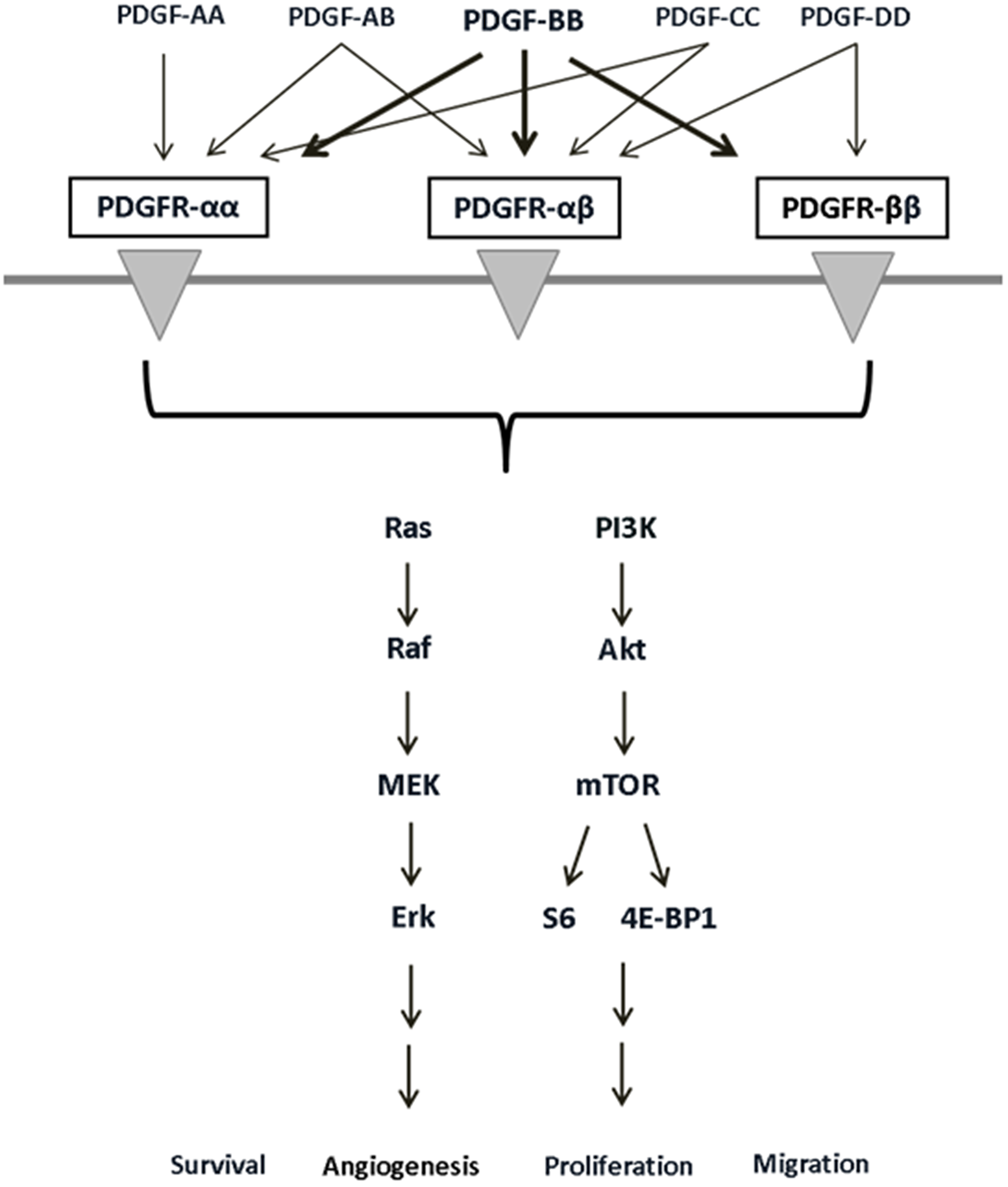 PDGF receptors, their binding ligands, and downstream signaling pathways with diverse cellular effects