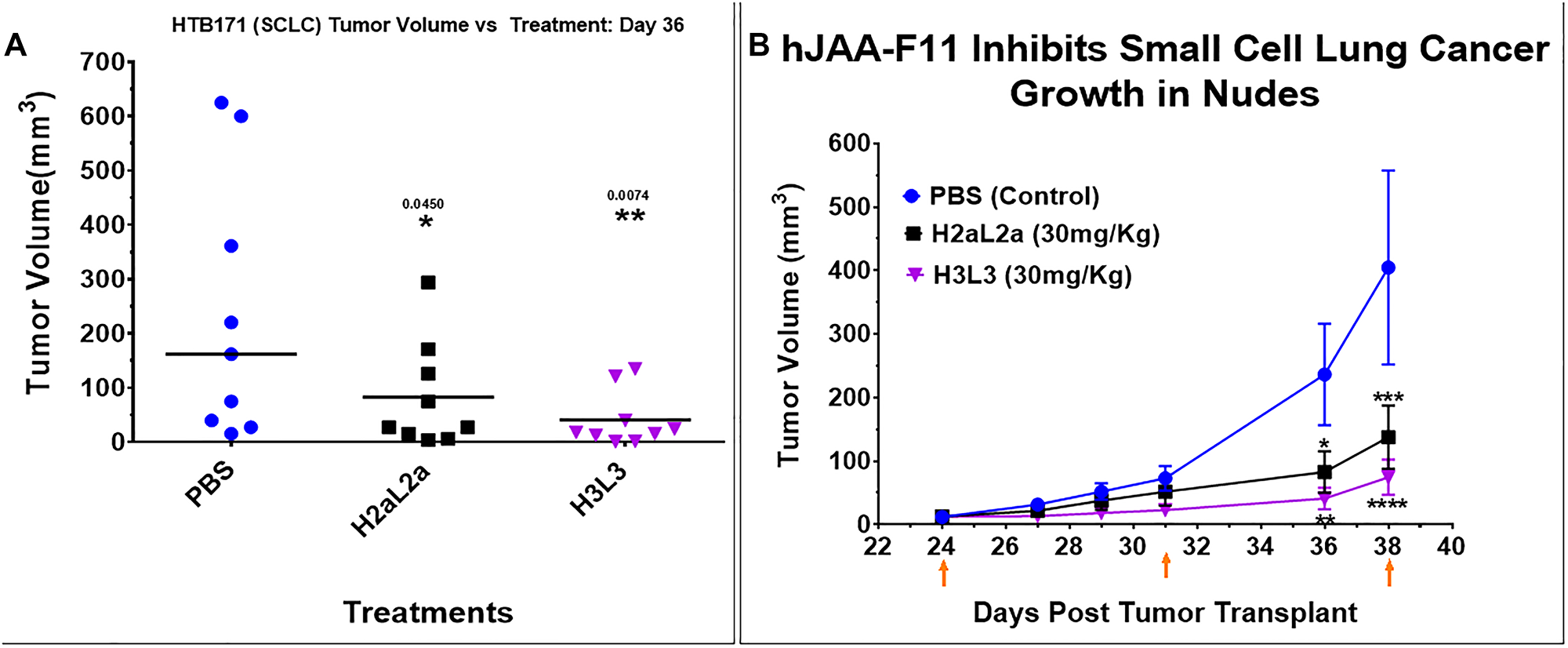 Efficacy of hJAA-F11- H2aL2a and - H3L3 in HTB171 human small cell lung cancer (SCLC) in nude mouse xenograft model