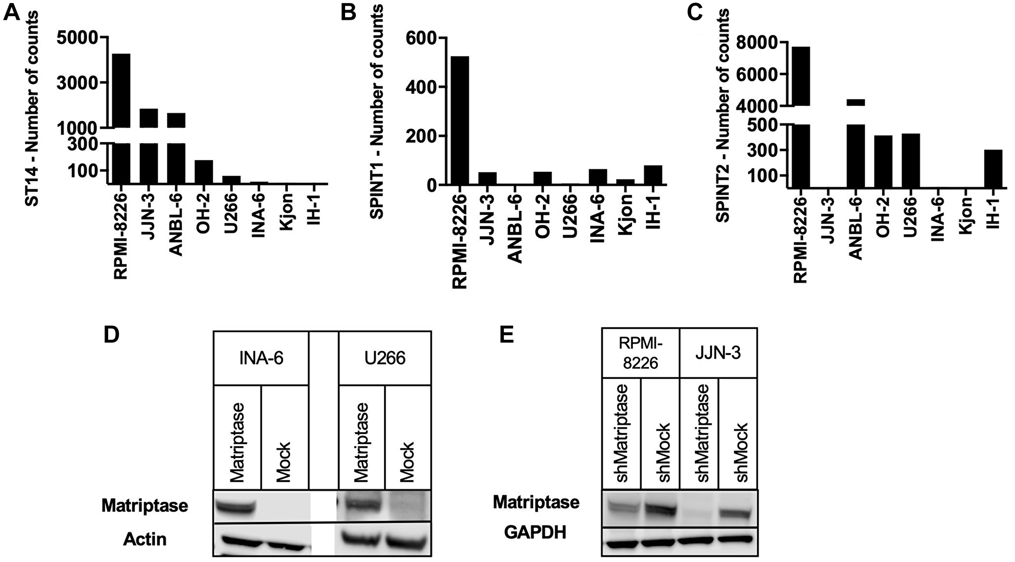 Matriptase, HAI-1 and HAI-2 expression in human myeloma cell lines