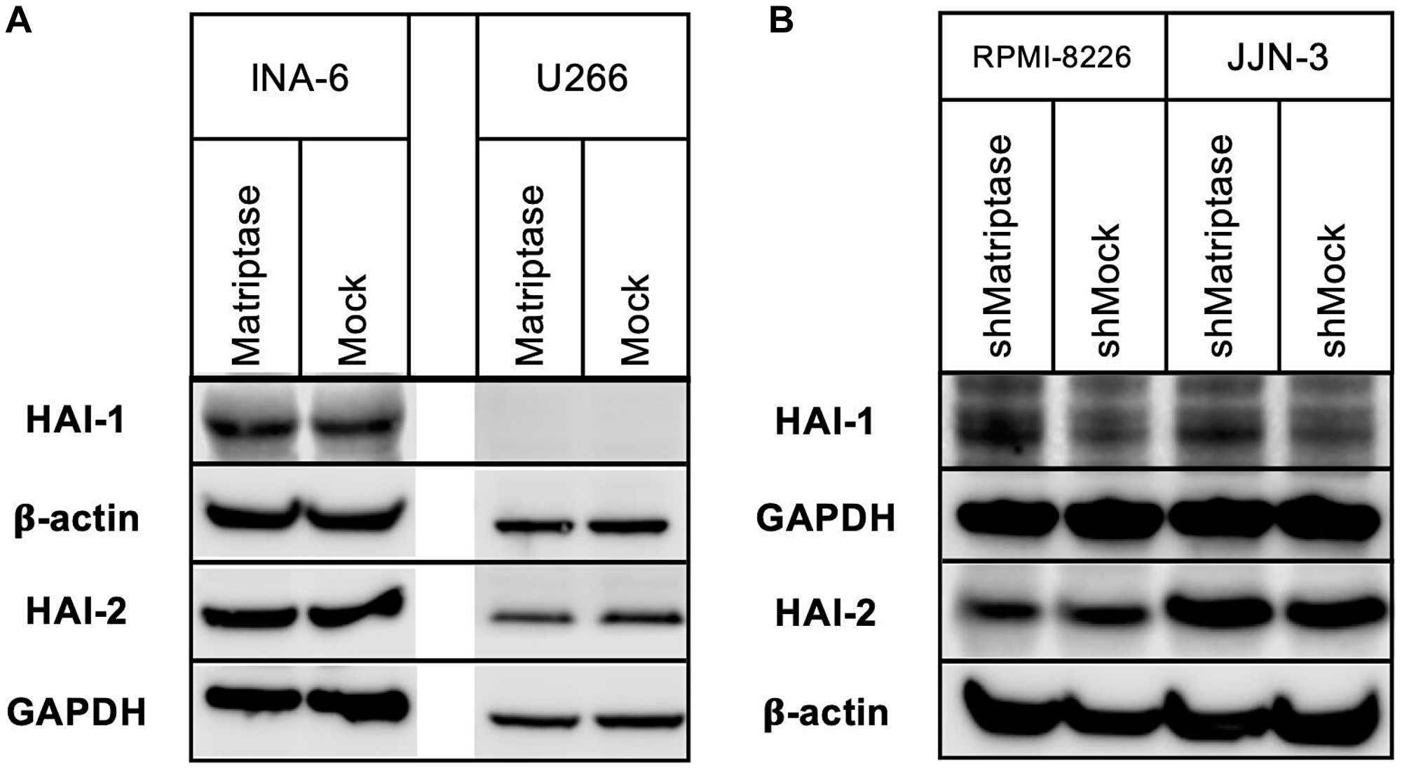 HAI-1 and HAI-2 protein expression in matriptase overexpression and knockdown myeloma cell lines