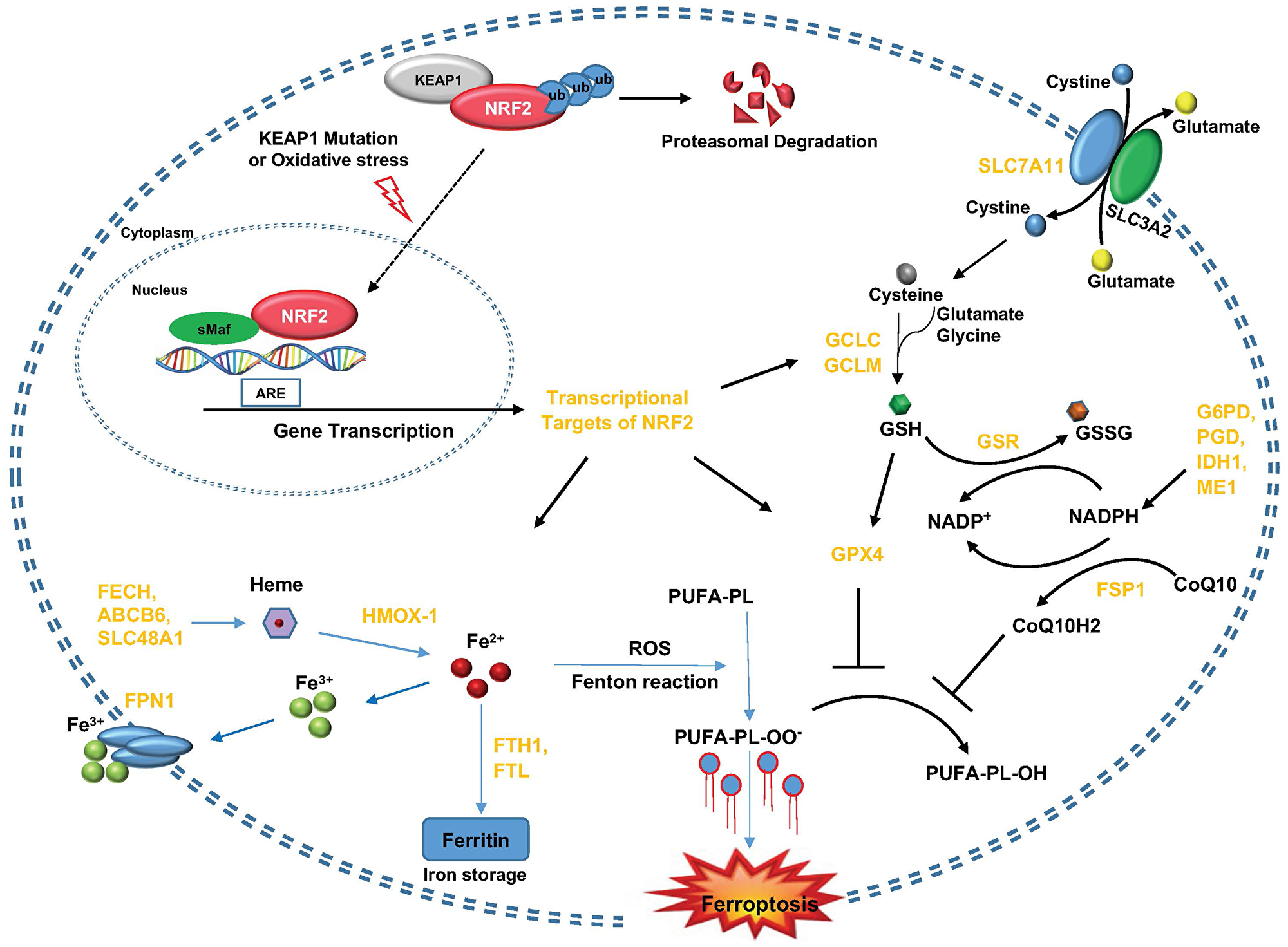 KEAP1-NRF2 axis and its molecular effectors in the regulation of ferroptosis