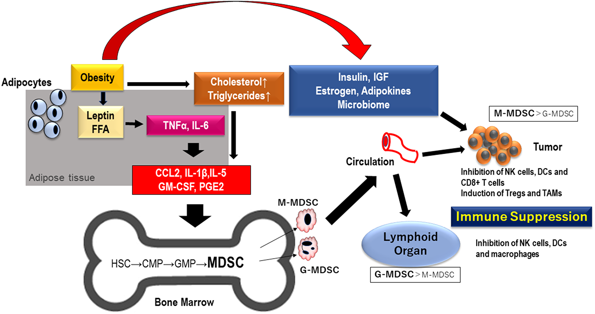MDSCs generated by obesity migrate to lymphoid organ and TME