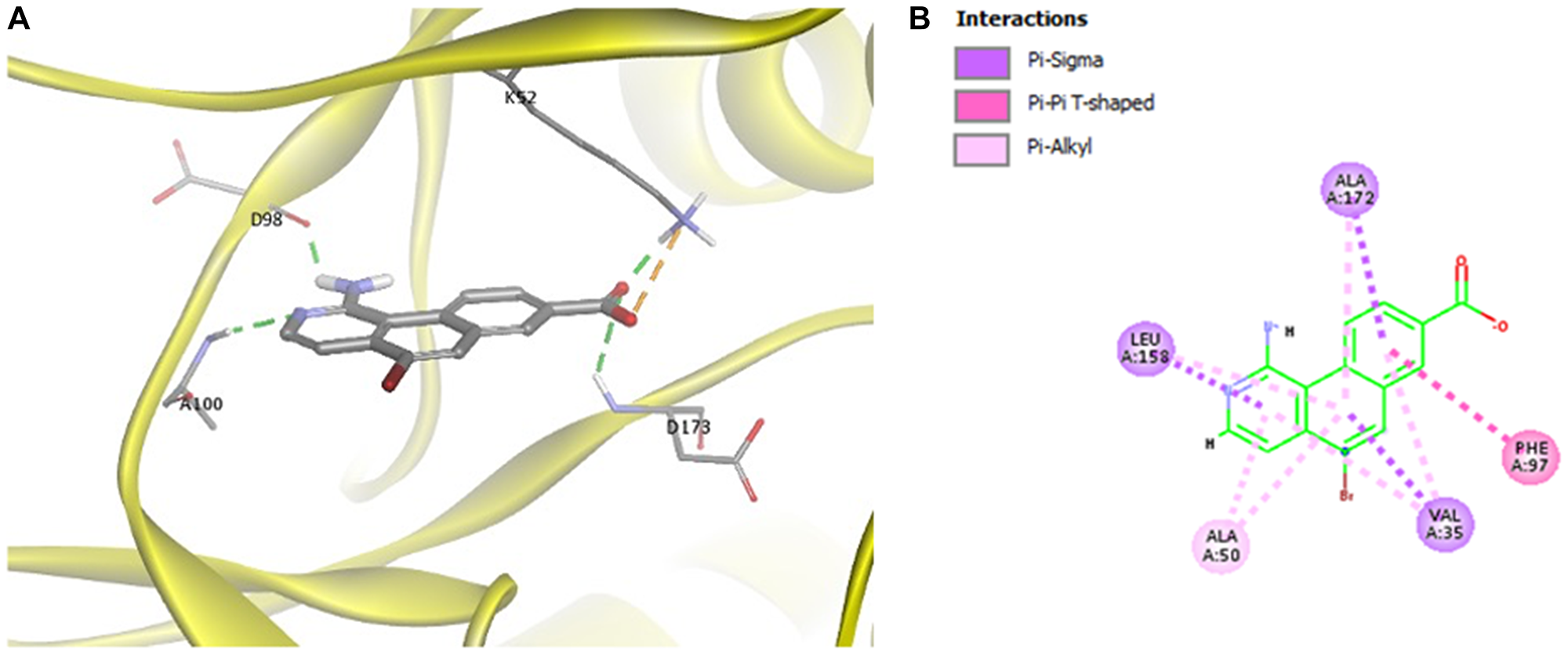 (A) Docking of MK256 in the ATP binding pocket of CDK8 (PDB:5HBJ). CDK8 is represented with yellow ribbon. K52, D98, A100, D173 are shown in stick form. H-bond is shown in green dashed line. Ironic interaction is shown in orange dashed line. (B) 2D interaction map of MK256 in the ATP binding pocket of CDK8. Interactions of Pi-Sigma, Pi-Pi T-shaped, Pi-Alkyl are shown in purple, pink and light pink dashed line, respectively. Amino acid providing Pi-Sigma, Pi-Pi T-shaped, Pi-Alkyl are shown in purple, pink and light pink dashed line, respectively.