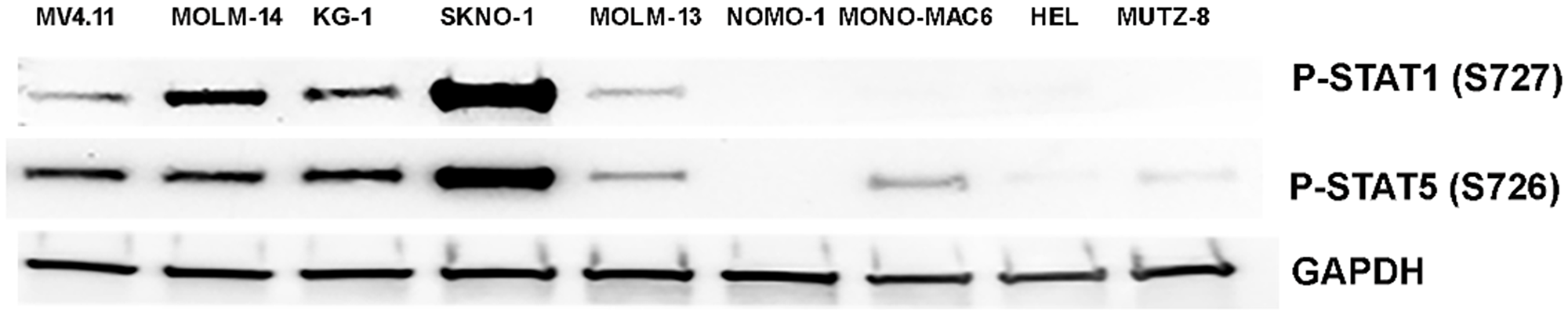 Western of p-STAT1(S727) and p-STAT5(S726) in 9 AML cell lines