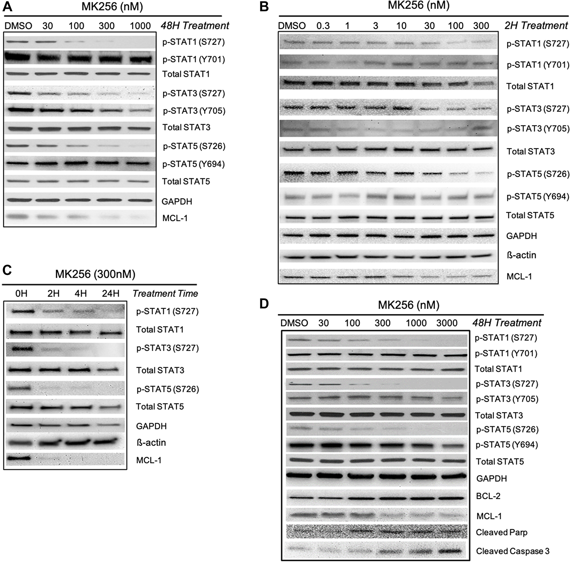 Western blot analysis of MK256 in MV-4-11 and MOLM-14 cell lines
