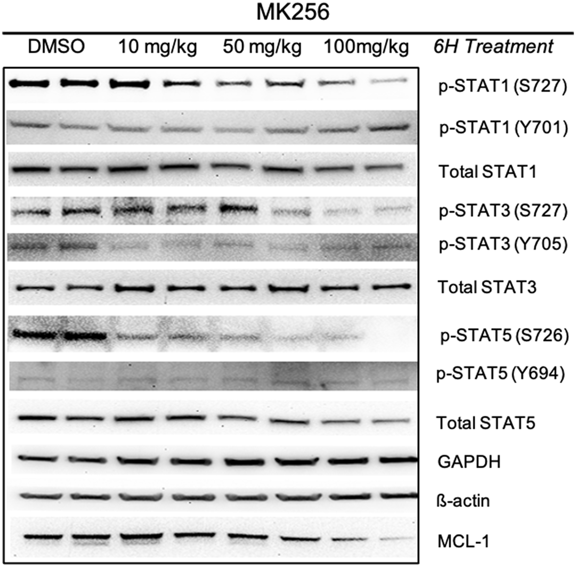 Pharmacodynamics study of MK256 in MOLM-14 xenograft model