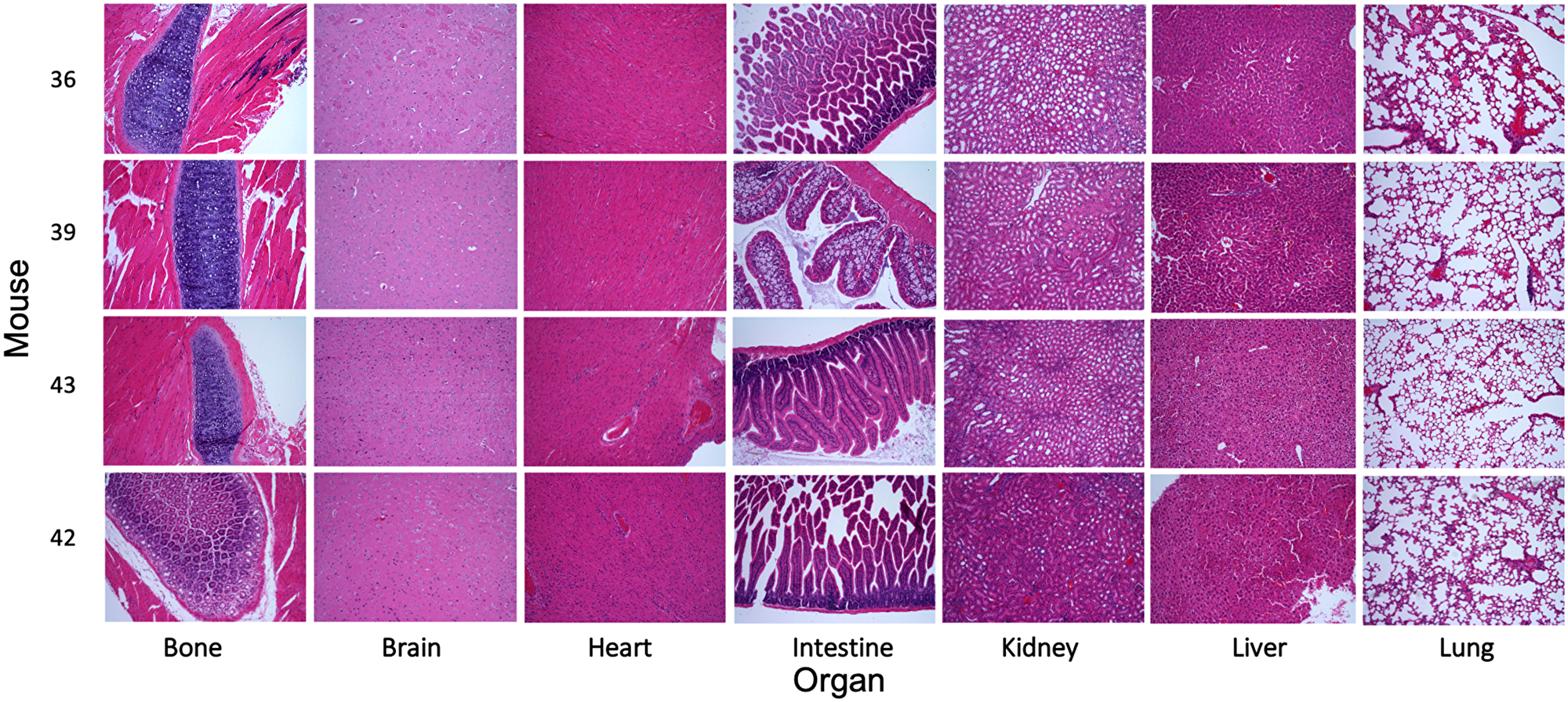 Evaluation of the toxicity of MK256 in vivo