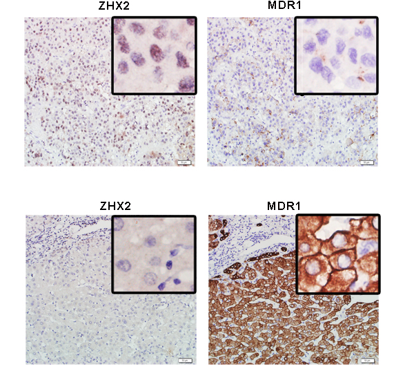 fig1