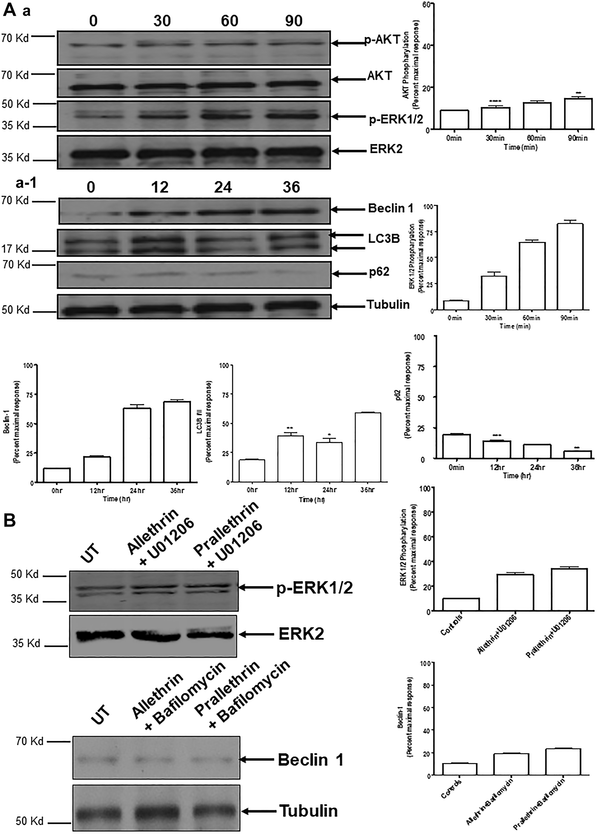 Effect of pyrethroid derivatives on autophagy mediated signaling and impact of different inhibitors on Pyrethroid derivatives-mediated autophagy
