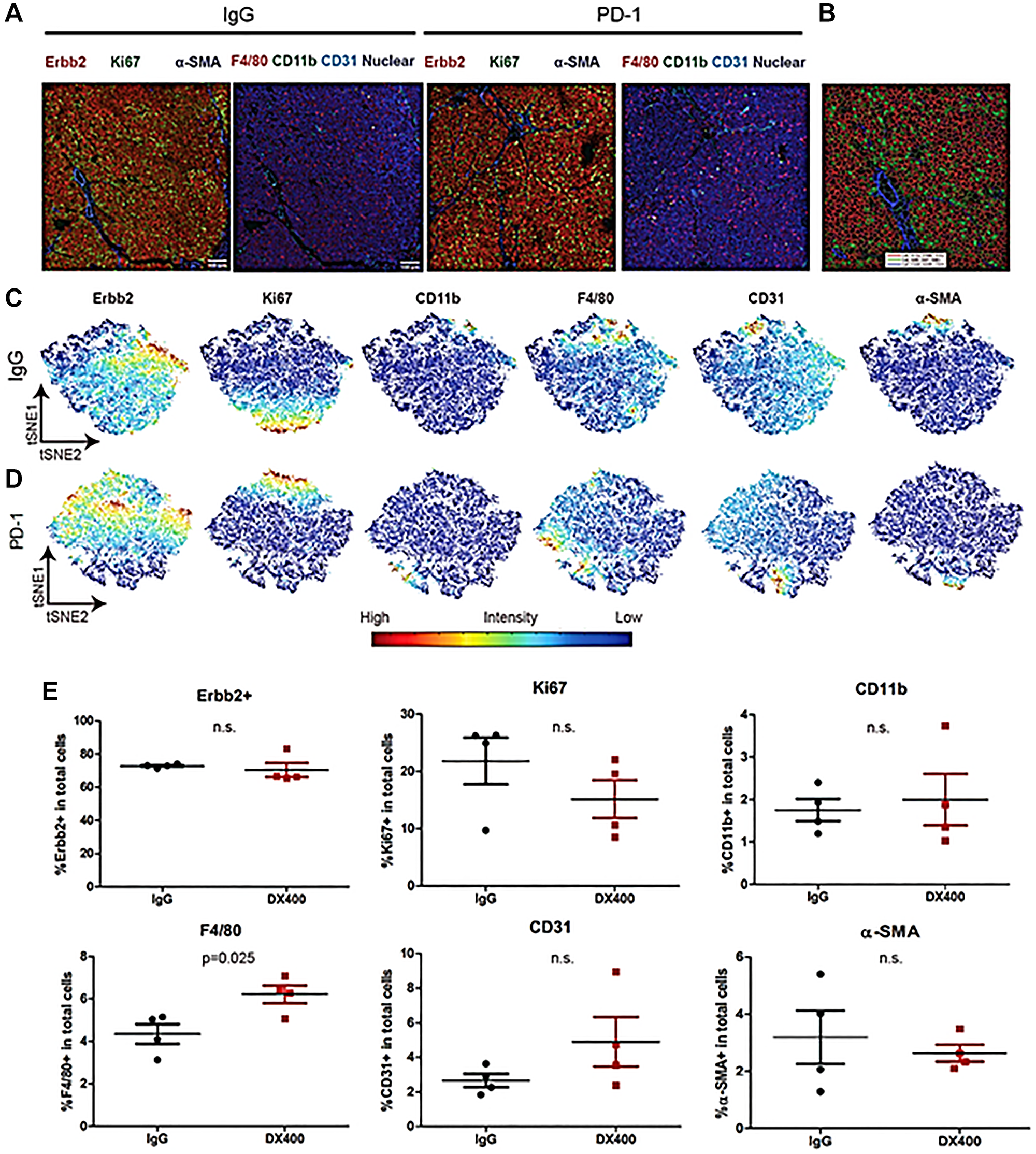Imaging mass cytometry of tumors from NeuT/ATTAC mice after treatment with anti-PD-1 or IgG