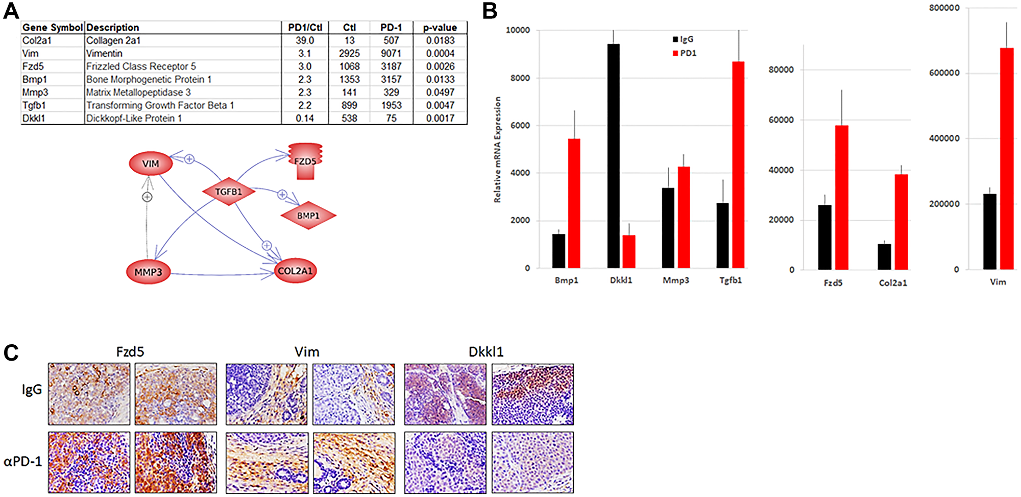 Wnt pathway expression in tumors from NeuT/ATTAC mice