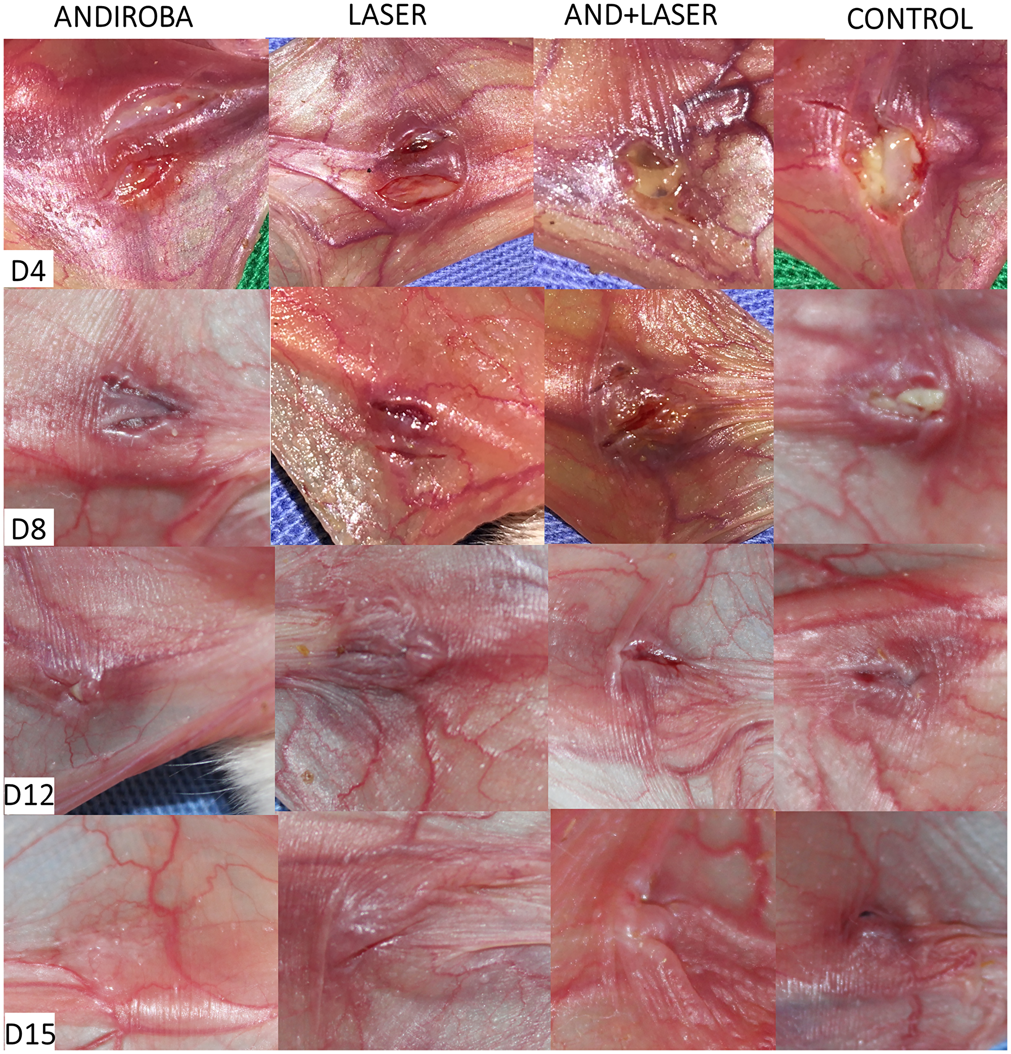 Clinical evaluation of oral mucositis in hamsters on days 4, 8, 12 and 15