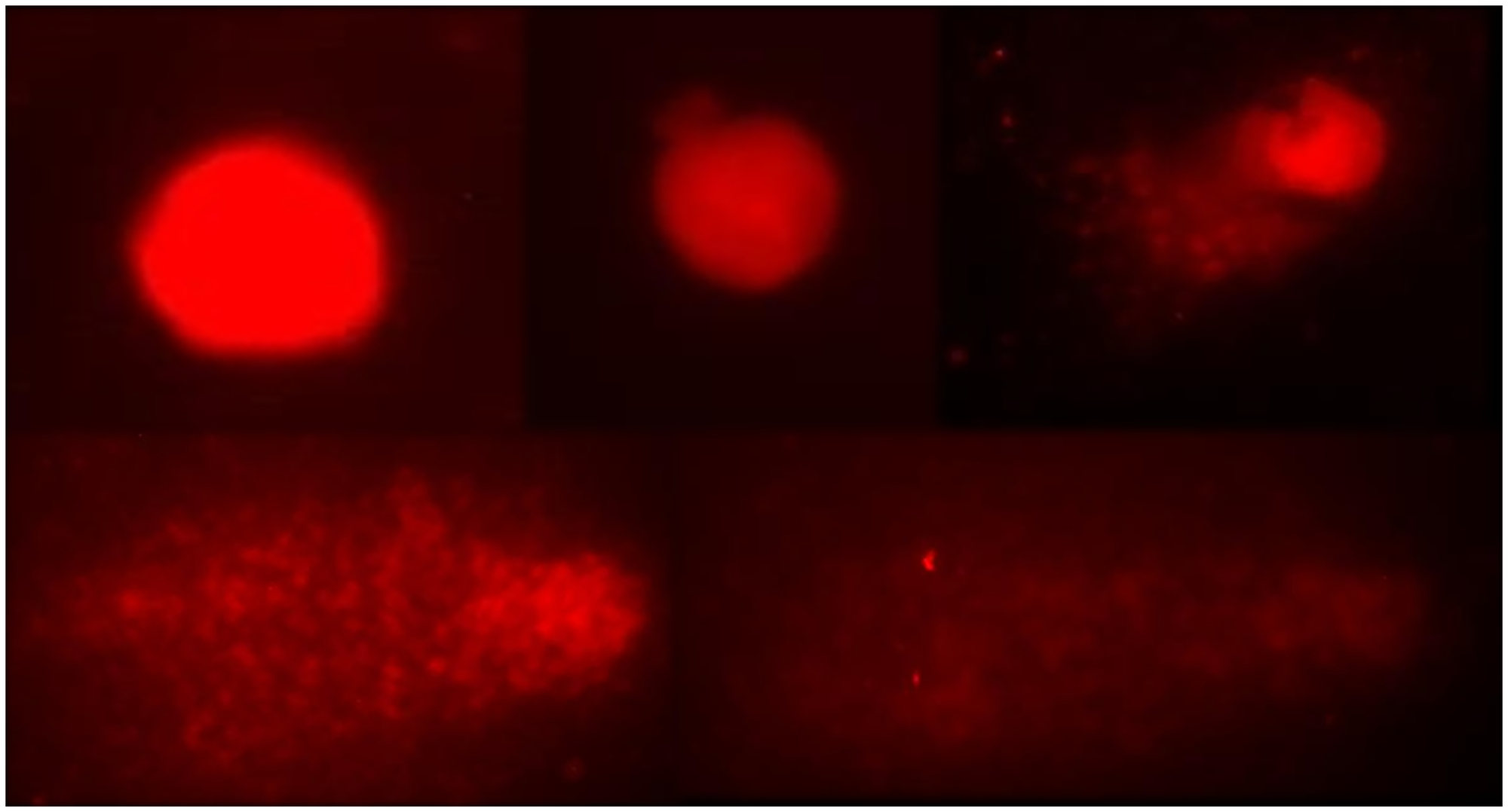 Representation of classes 0 to 4 in the visual classification of comets