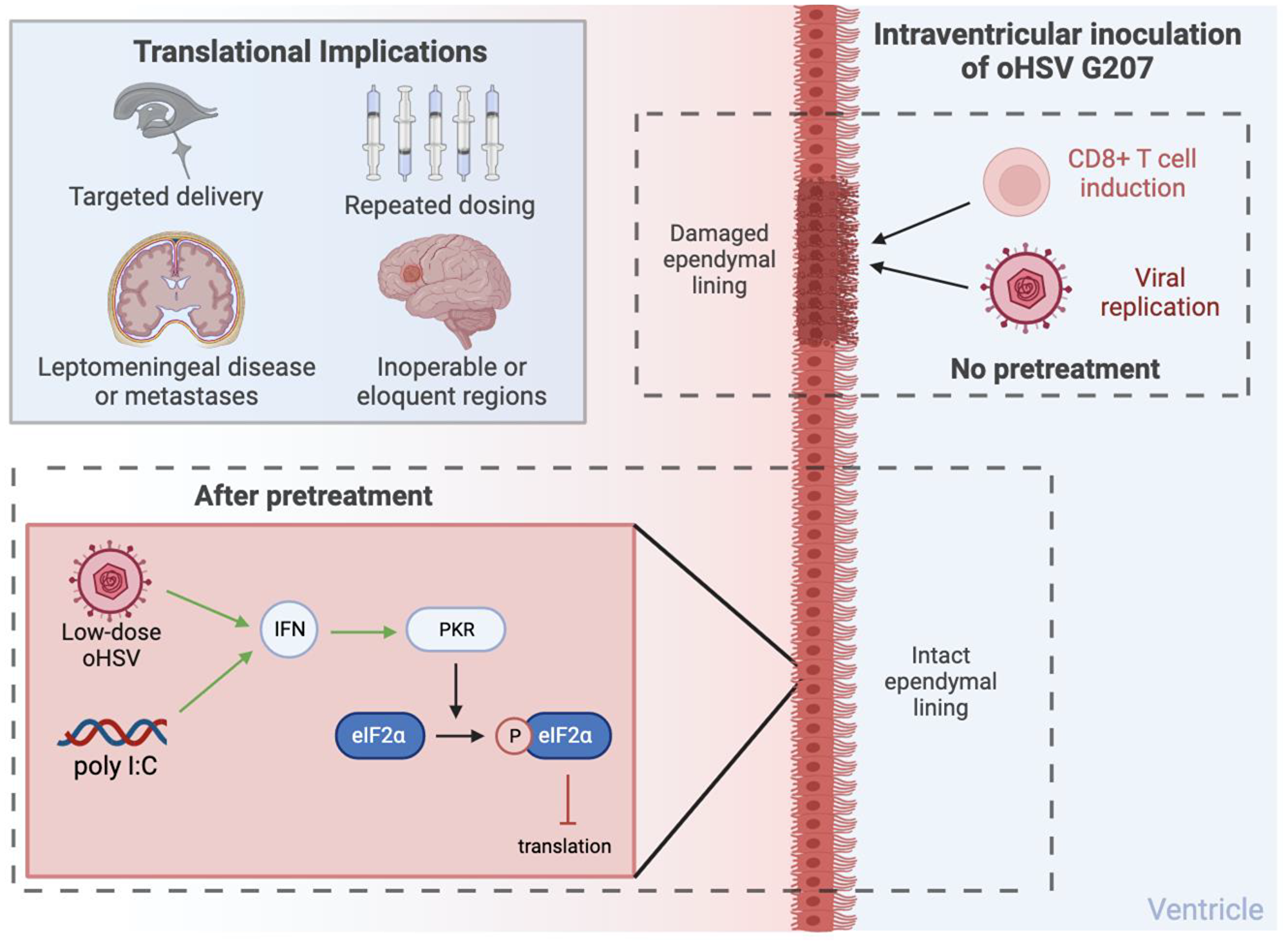 Putative mechanisms of toxicity