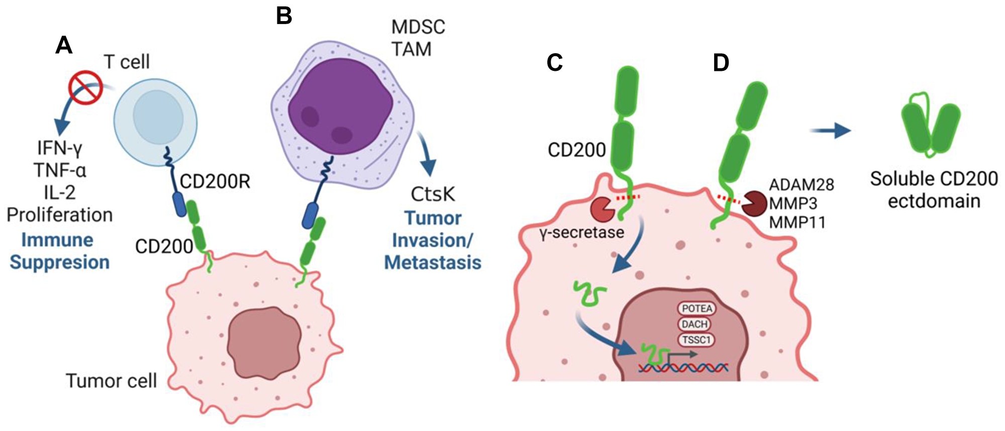 Multiple mechanisms underly the pro-tumorigenic role of CD200