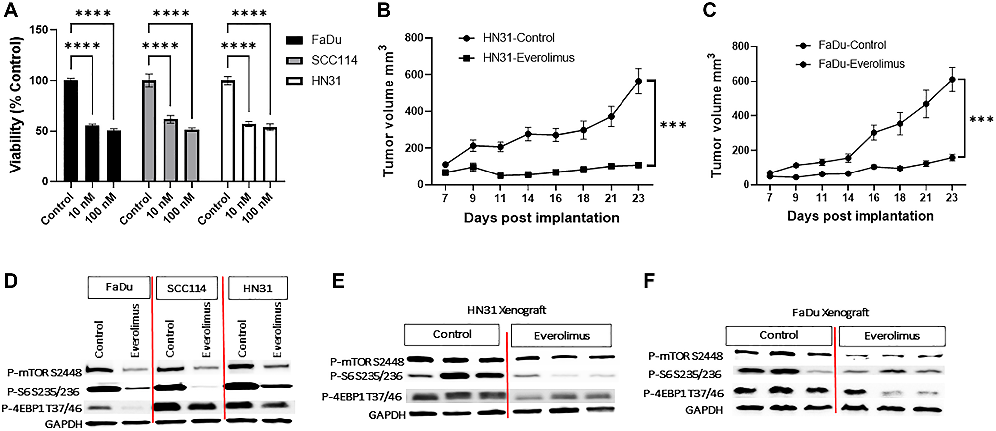 Everolimus downregulates mTORC1 pathway and inhibits growth of TP53 mutant HNSCC cell lines and xenografts