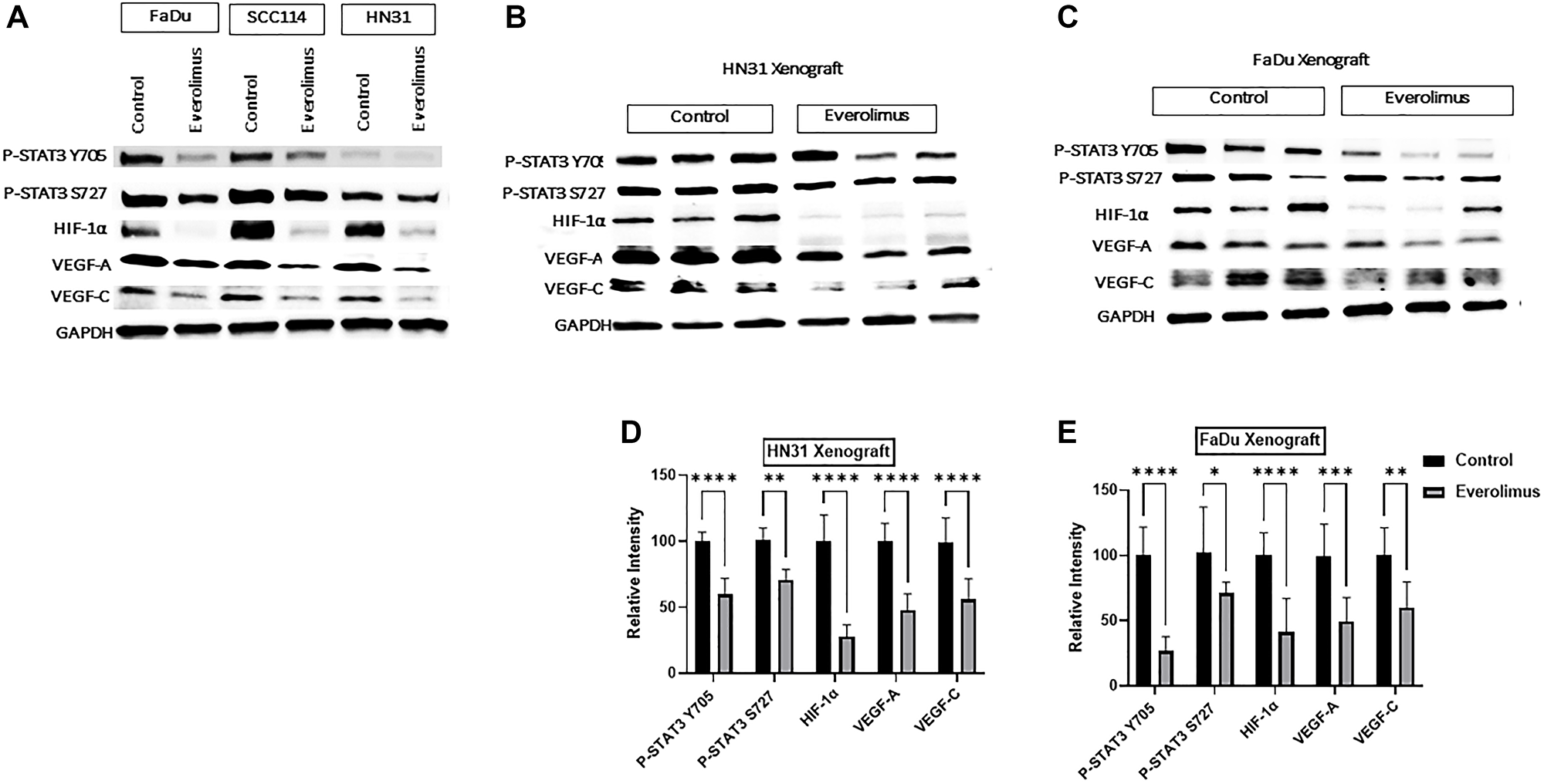 Everolimus inhibits STAT3 phosphorylation and downregulates HIF-1α, VEGF-A and VEGF-C in TP53 mutant HNSCC cell lines and xenografts
