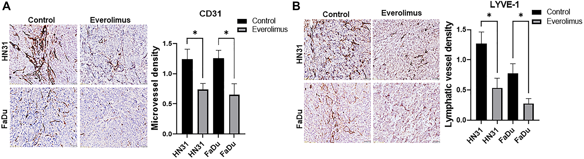 Everolimus reduces microvessel density (MVD) and lymphatic vessel density (LVD) in TP53 mutant HNSCC xenografts