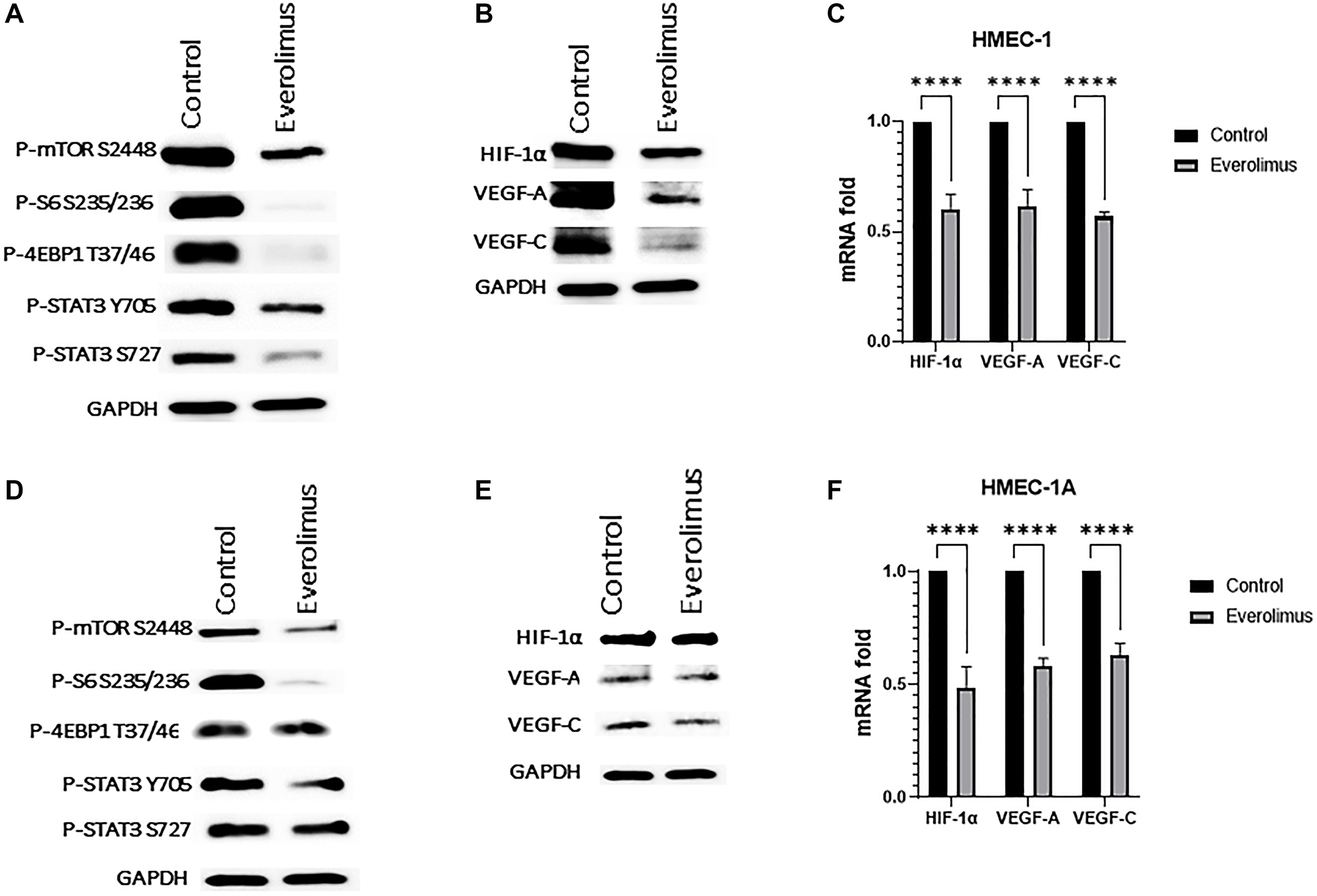 Everolimus inhibits mTORC1/STAT3 pathway and downregulates HIF-1α, VEGF-A and VEGF-C in HMEC-1 and HMEC-1A cells
