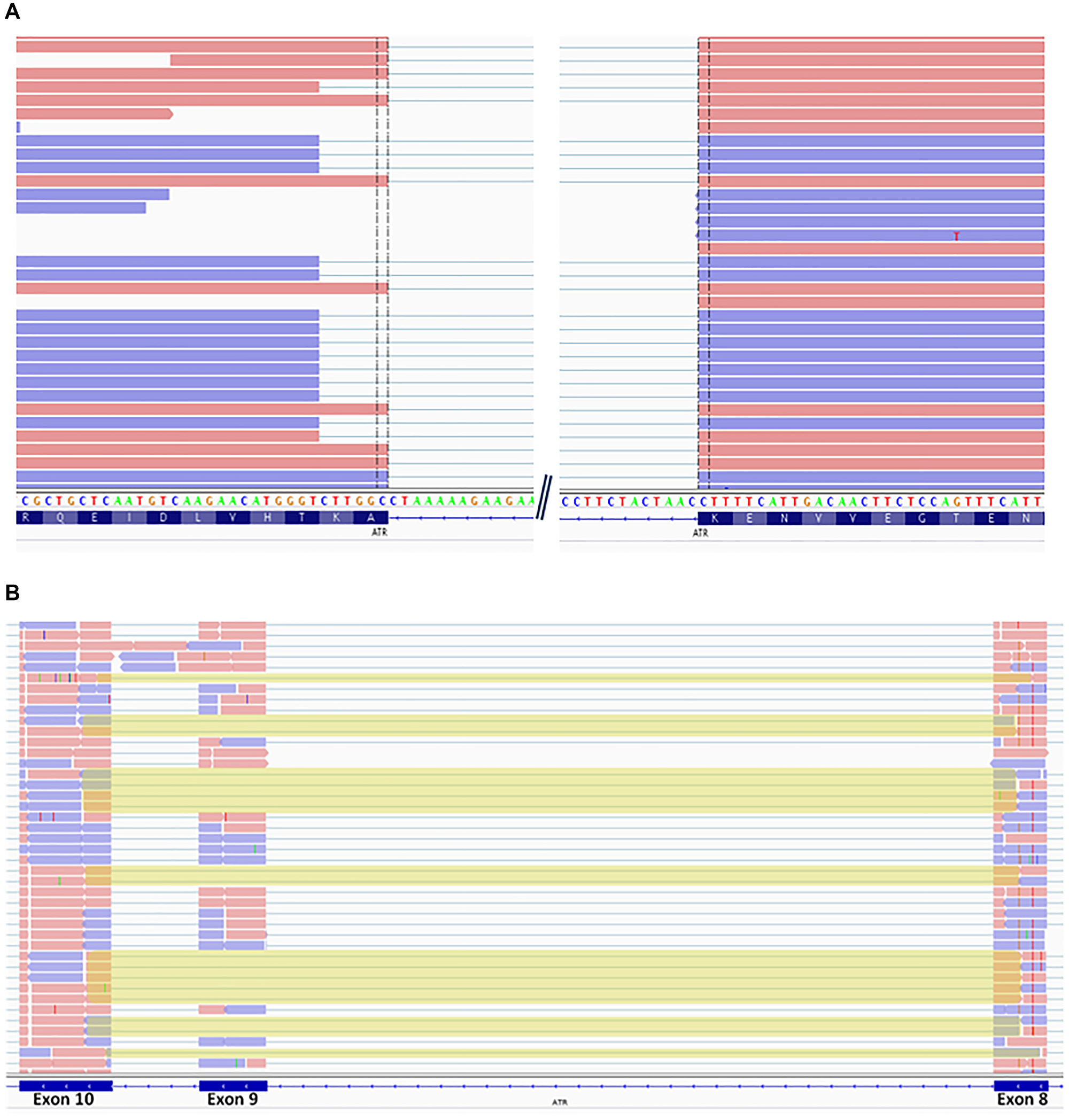 Sequencing of ATR cDNA