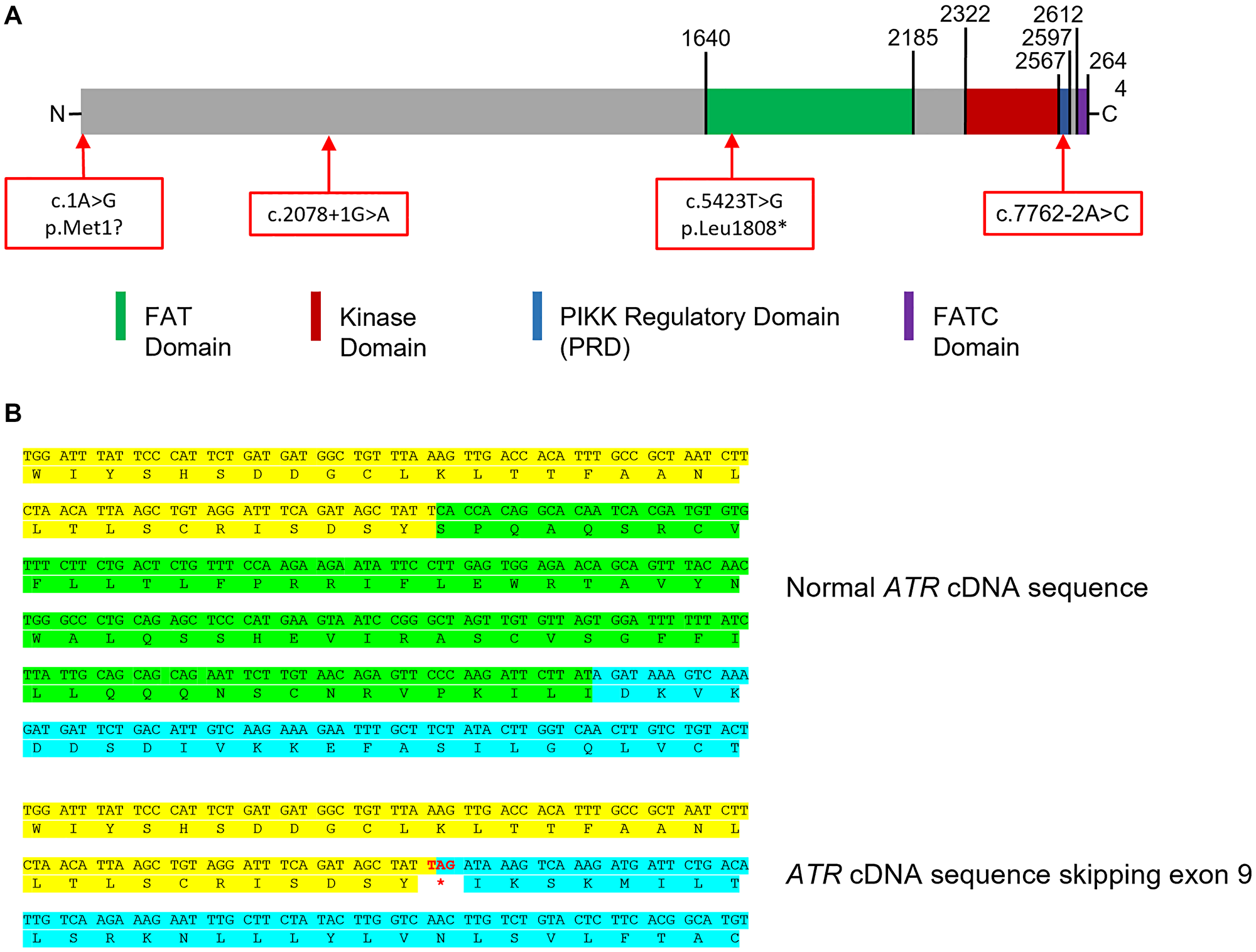 Impact of splicing variants