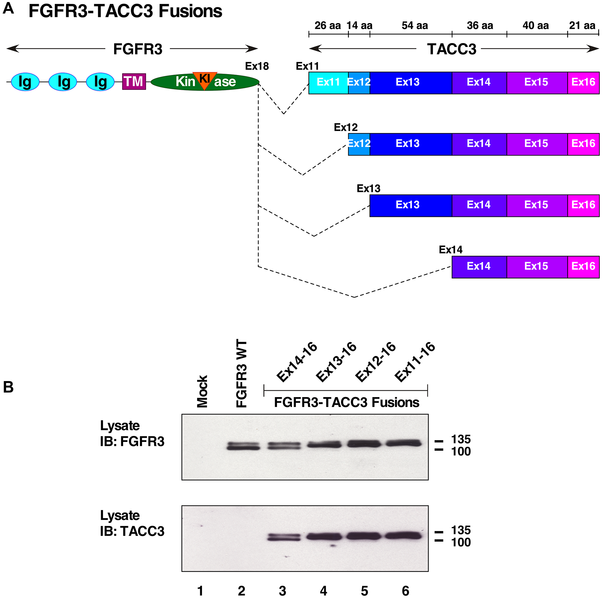 FGFR3-TACC3 fusion proteins