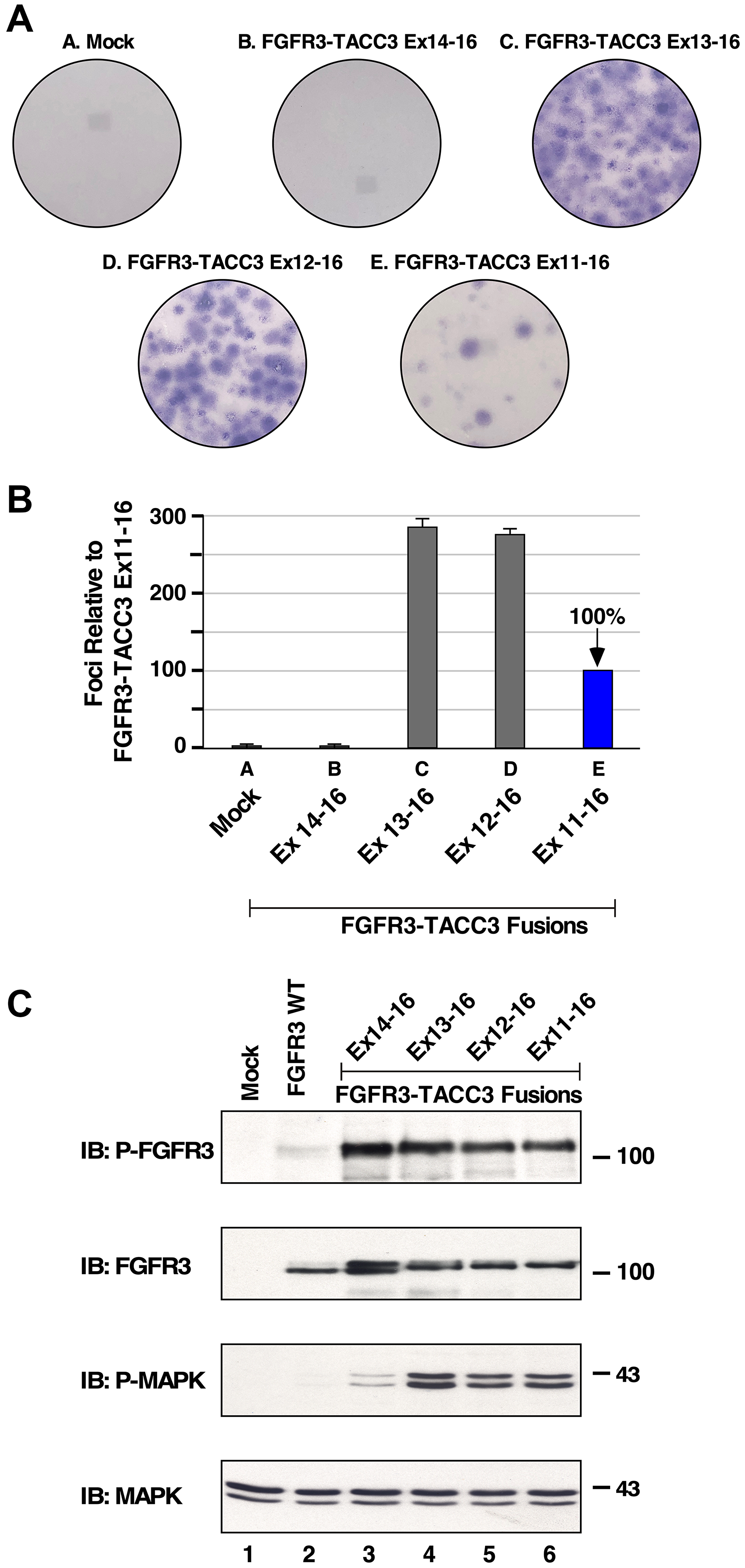 Transformation and downstream signaling of FGFR3-TACC3 fusion proteins