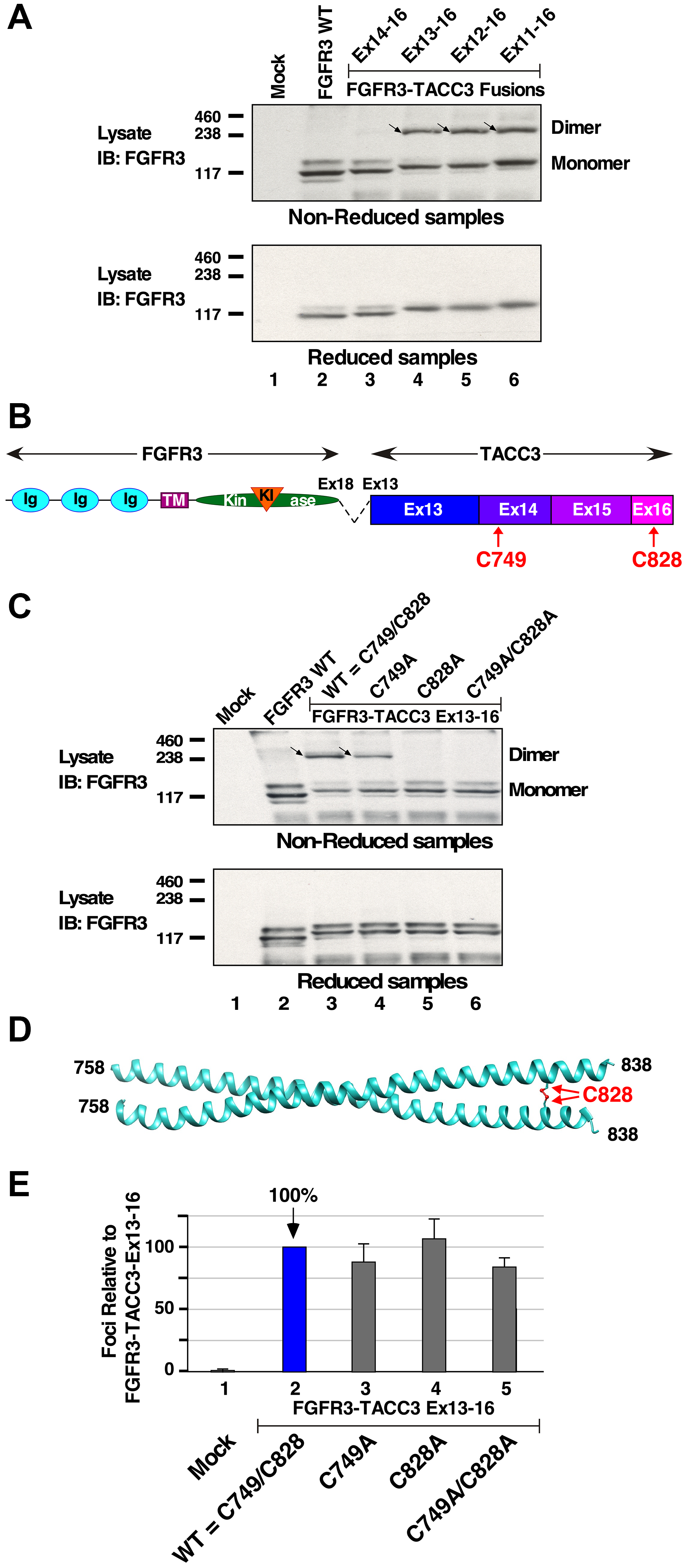 Disulfide-bonded dimer formation in FGFR3-TACC3 fusion proteins