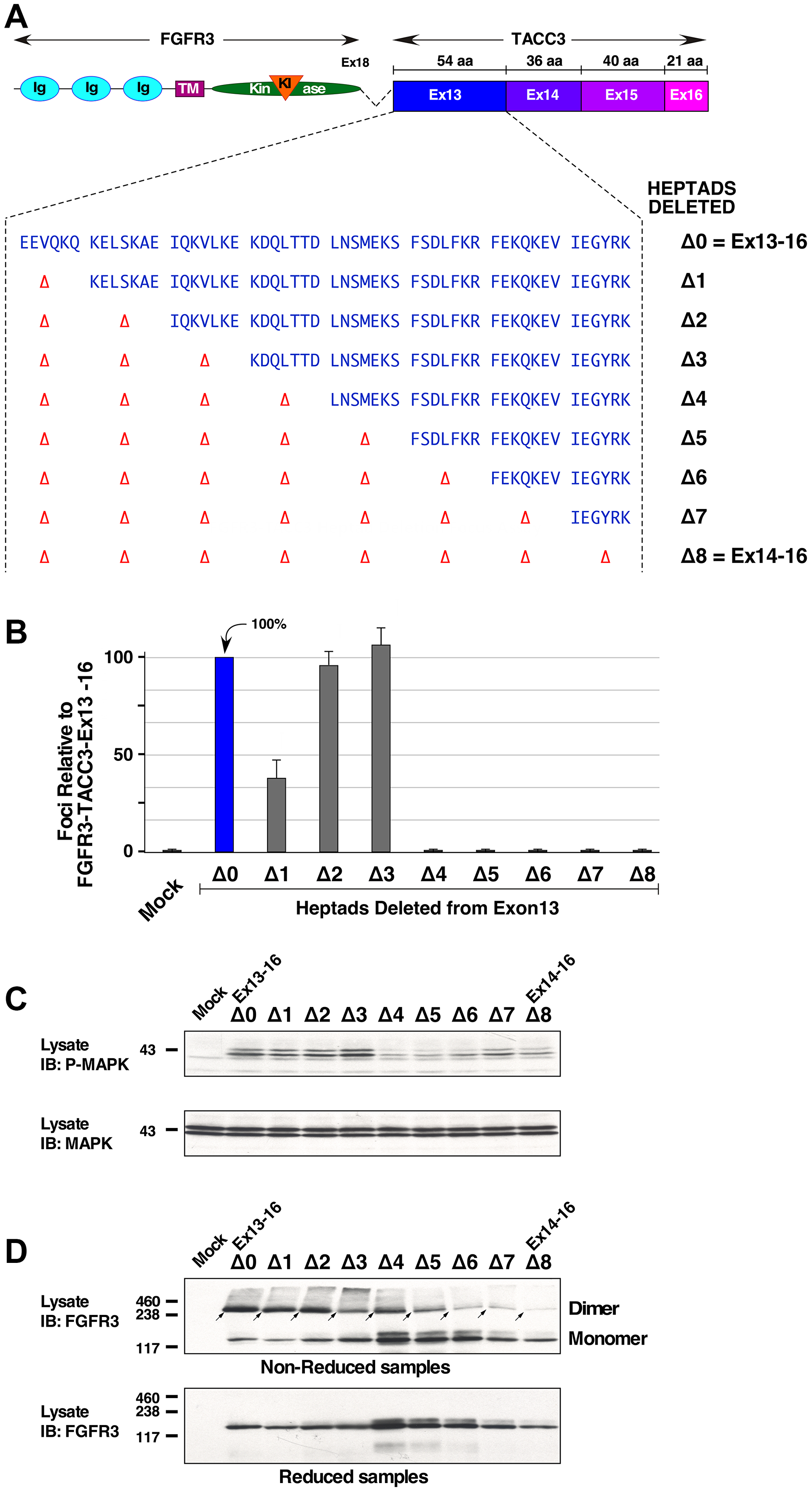 Heptad repeats required for activation and dimerization of FGFR3-TACC3 Ex13-16