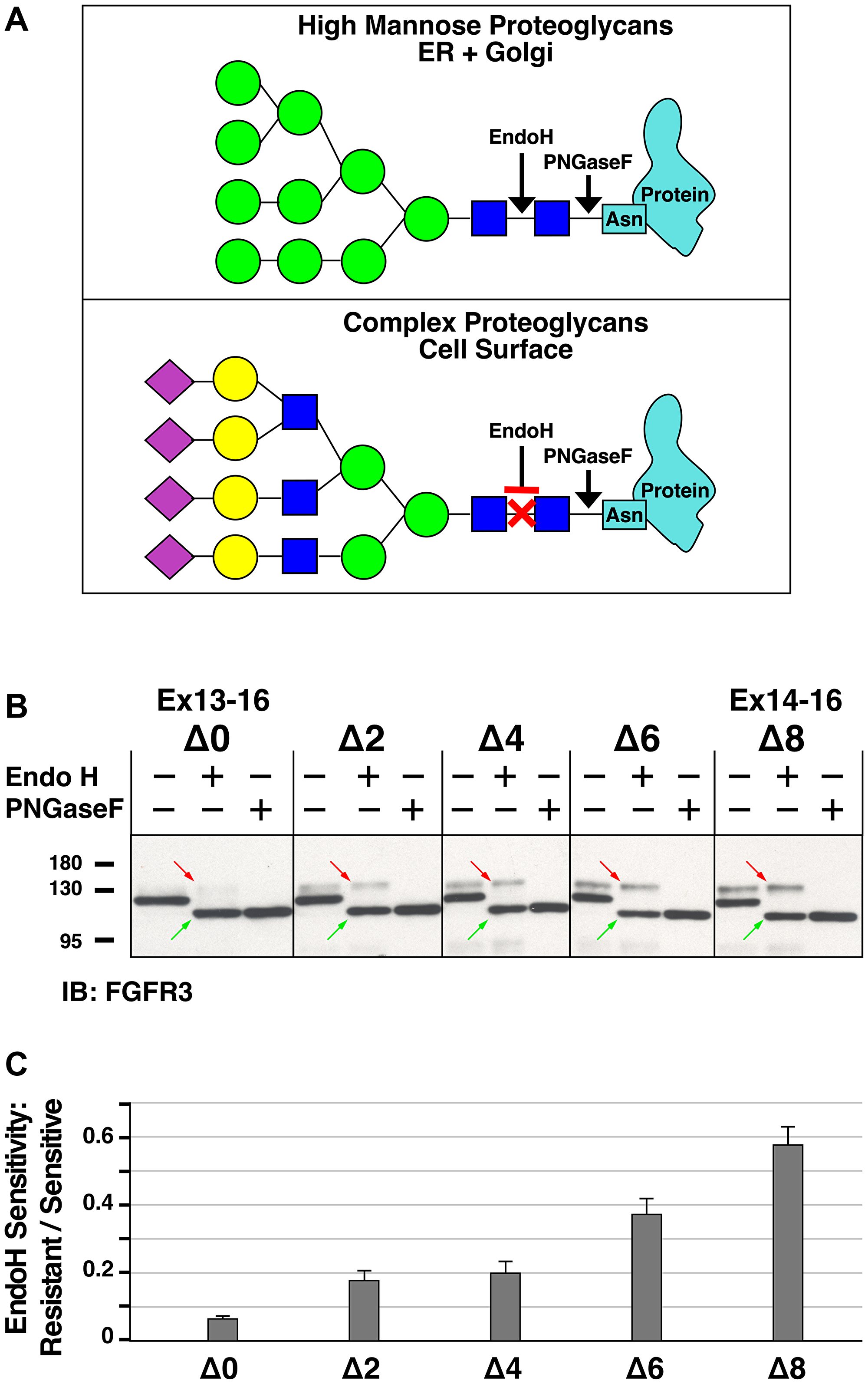 Analysis of Endoglycosidase H sensitivity of heptad deletion mutants of FGFR3-TACC3 Ex13-16
