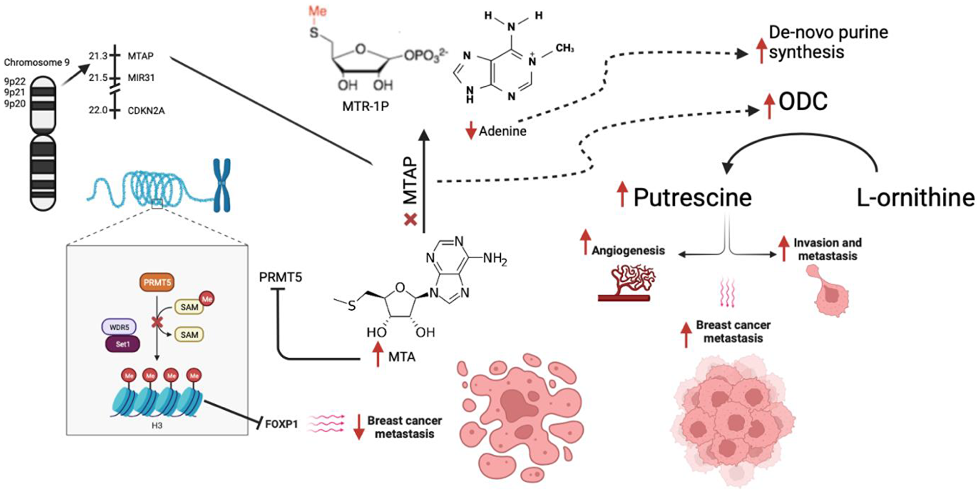 Mechanism of action of MTAP along with downstream effects from its loss