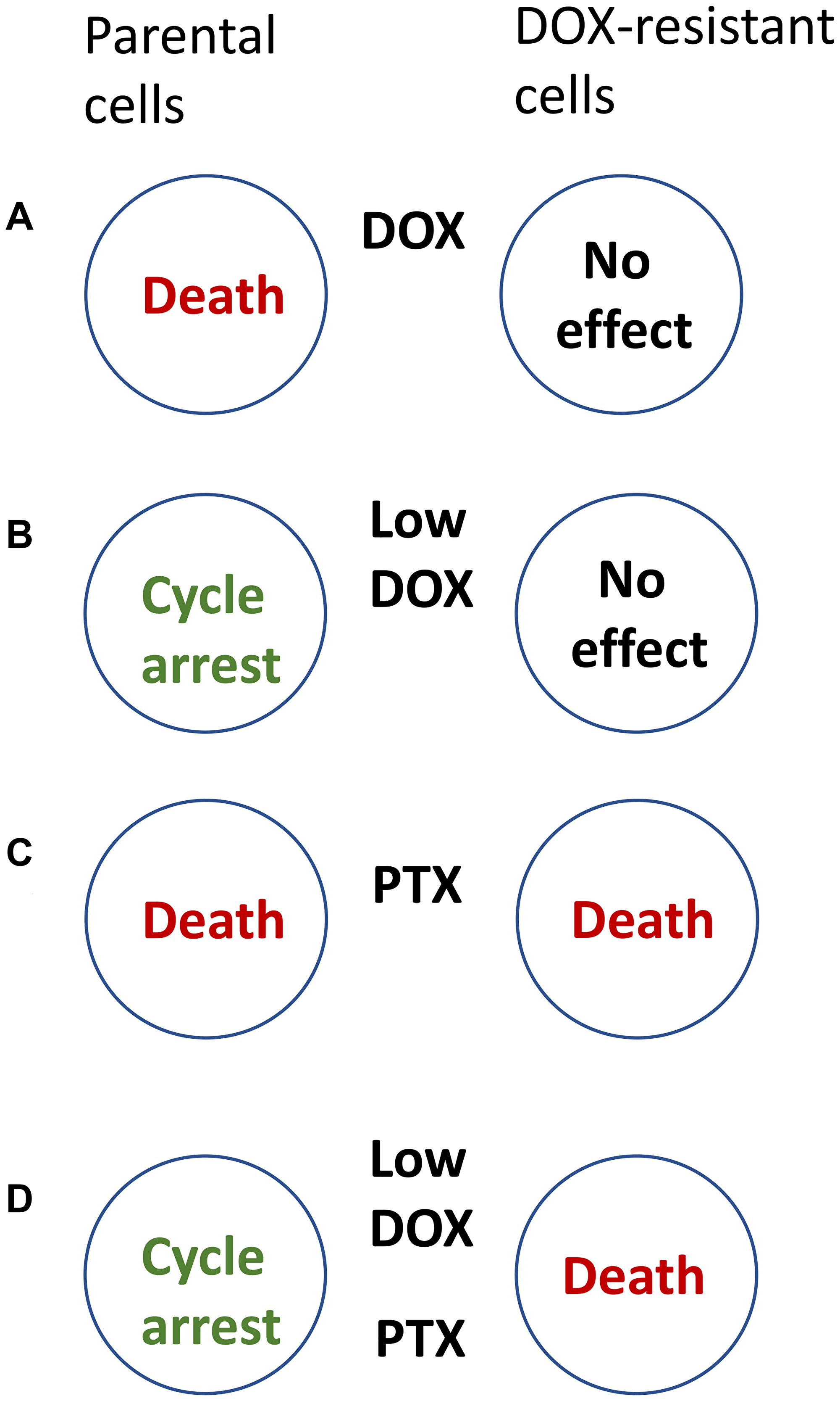 How to kill DOX-resistant cells, sparing sensitive cells