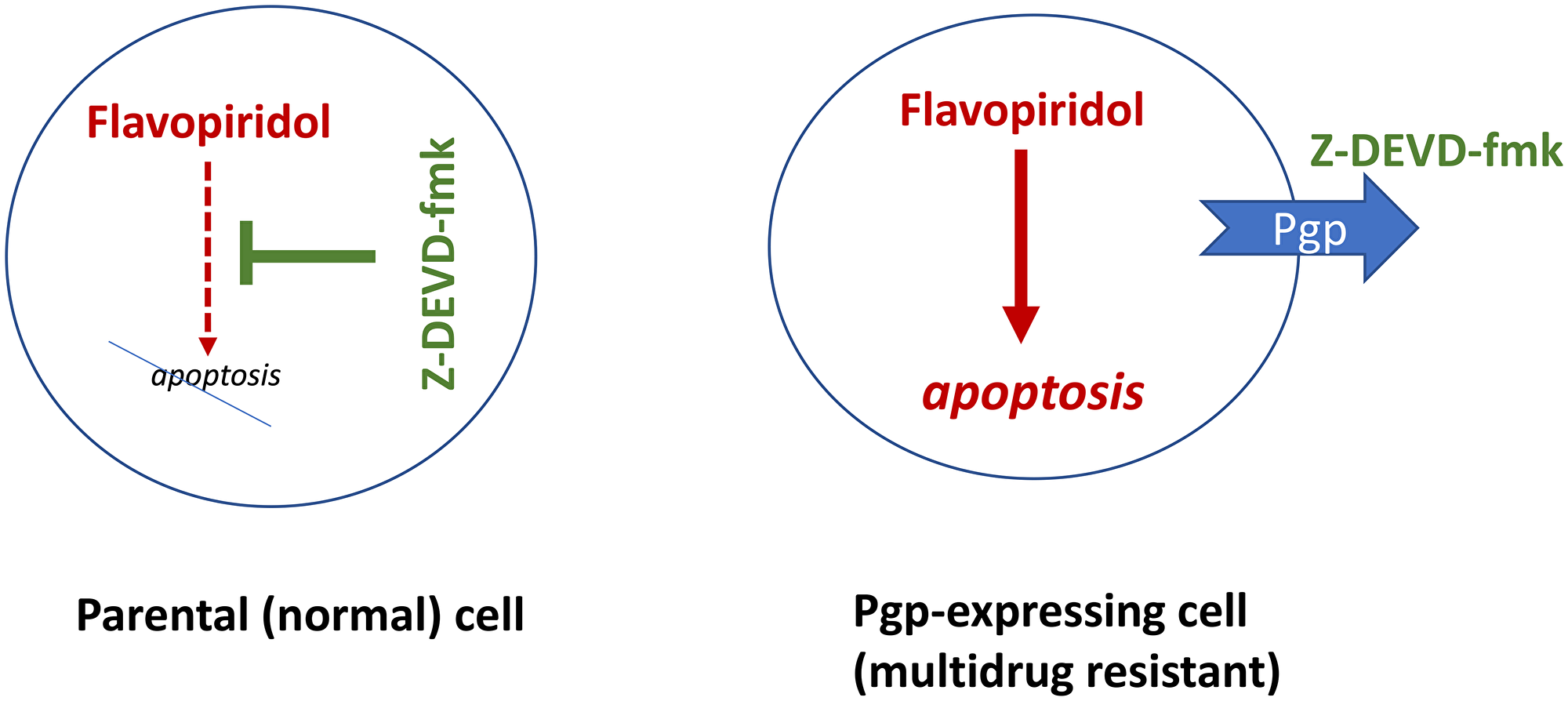Caspase inhibitors (CI) selectively protect normal cells from chemotherapy-induced apoptosis, without protection multidrug-resistant cancer cells
