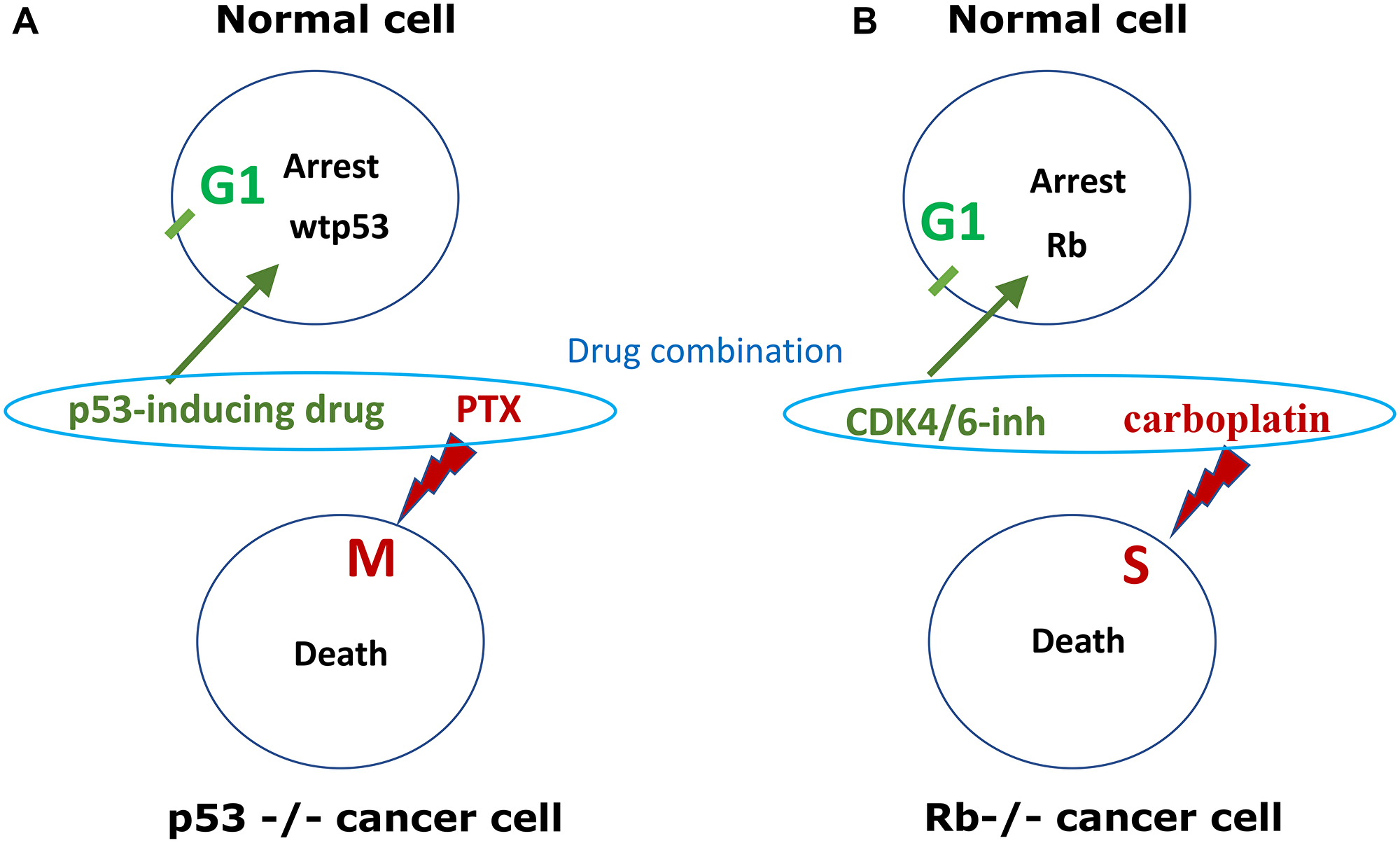 p53-dependent and Rb-dependent cyclotherapy
