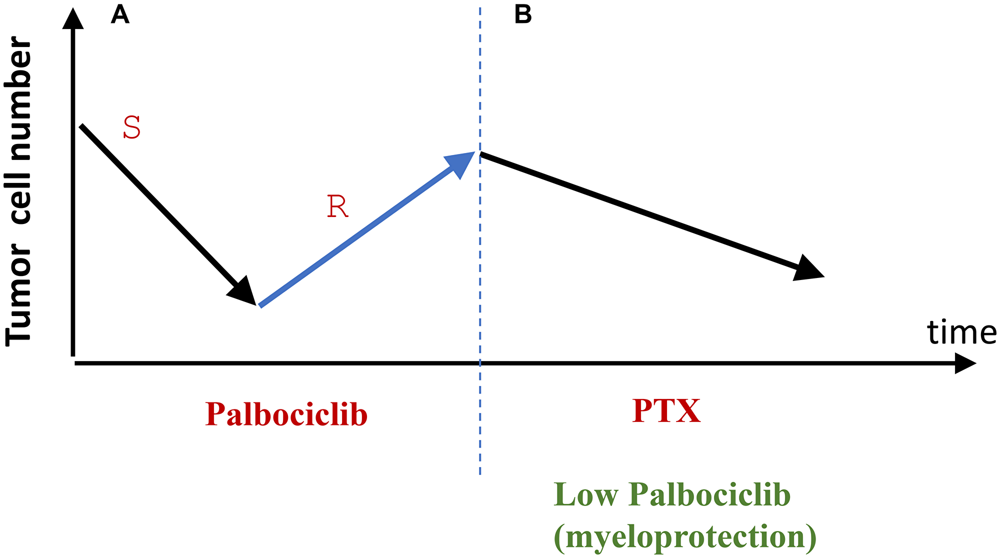From tumor relapse to selective protection of normal cells (proposal)