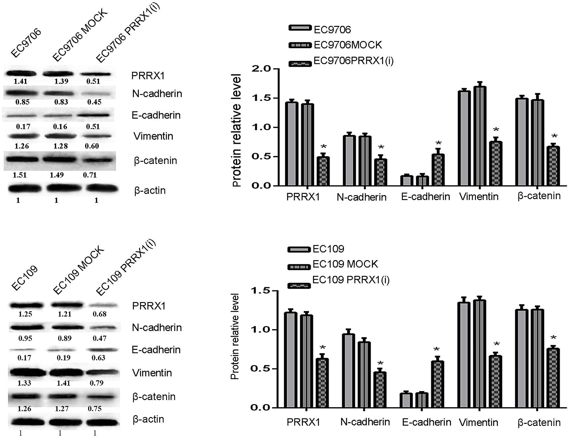 PRRX1 not only induces EMT but also regulates Wnt/β-catenin signalling