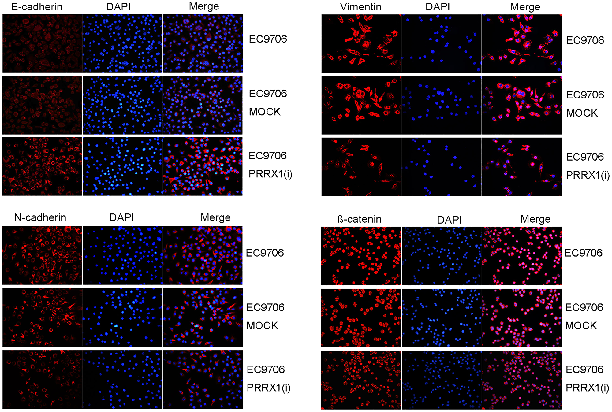 Cellular immunofluorescence staining