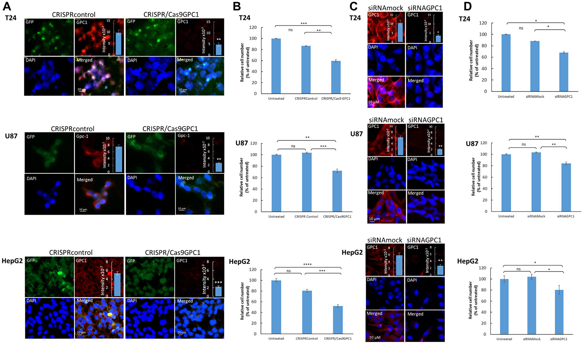 Suppression of GPC1 expression attenuates proliferation of T24, U87 and HepG2 cells