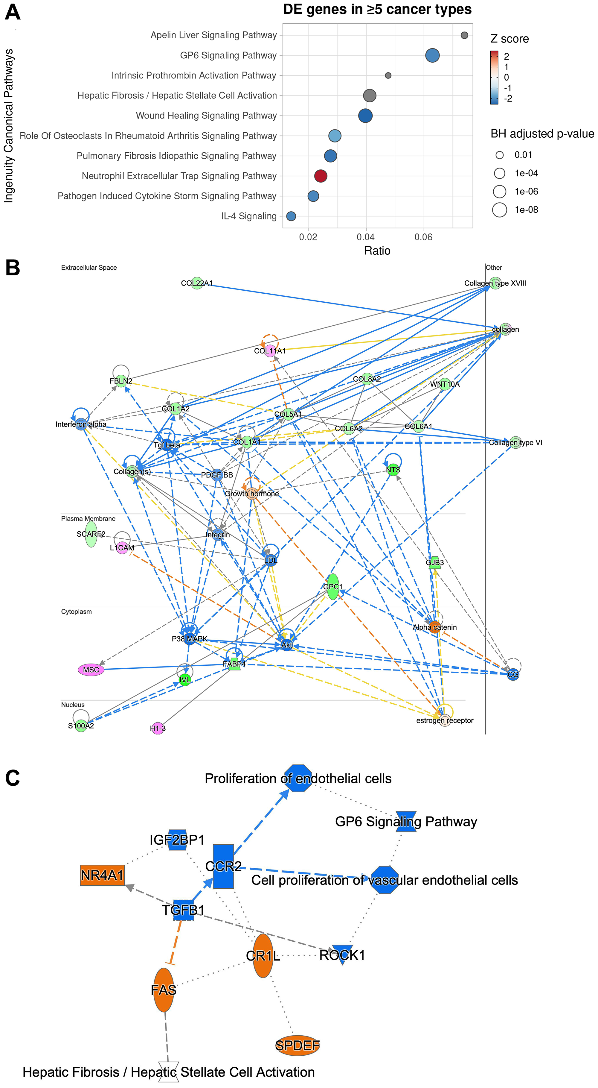 Ingenuity pathway analysis of 66 genes differentially expressed in at least 5 cancer types between GPC1-high and GPC1-low cancer patients reveals potential mechanism through which GPC1 modulates cell proliferation