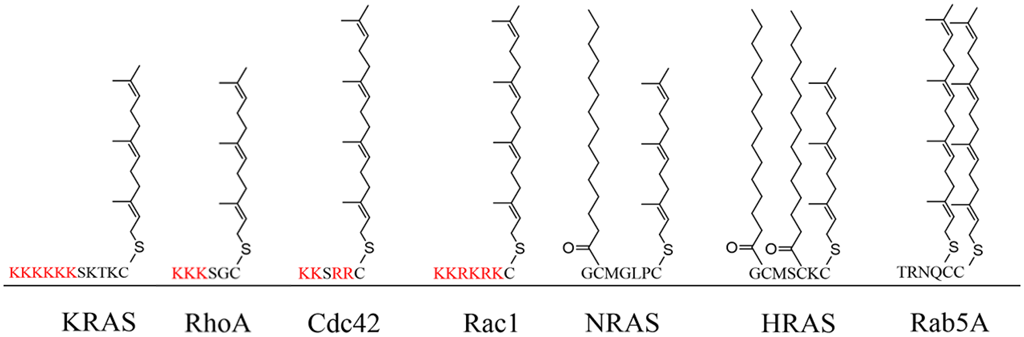 The HVR of the G-proteins and the corresponding PTMs