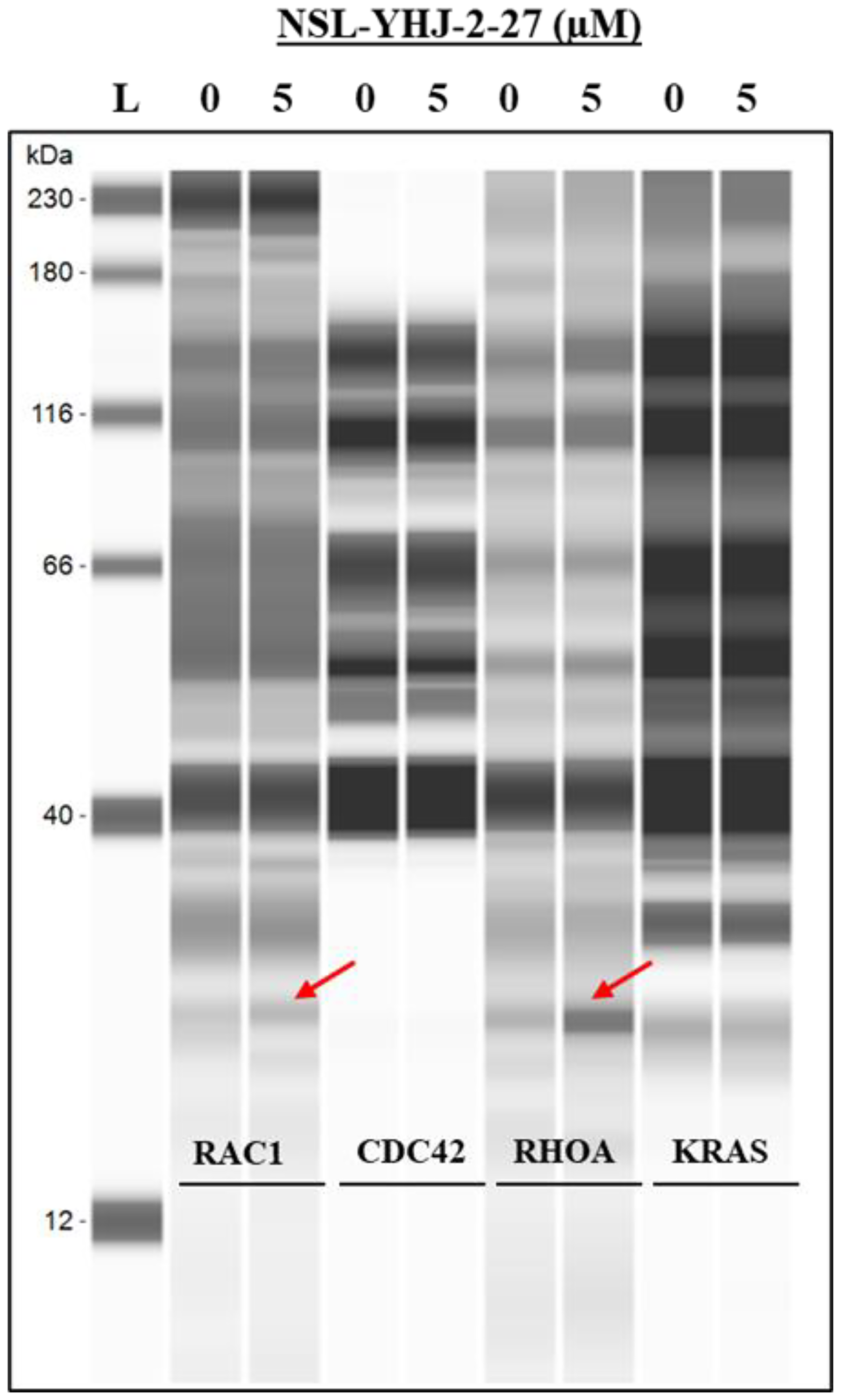 PCAIs induce RAC1 and RHOA secretion from cells