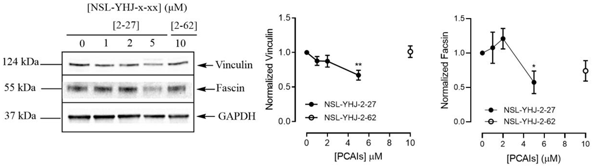 PCAIs decrease the levels of vinculin and fascin proteins
