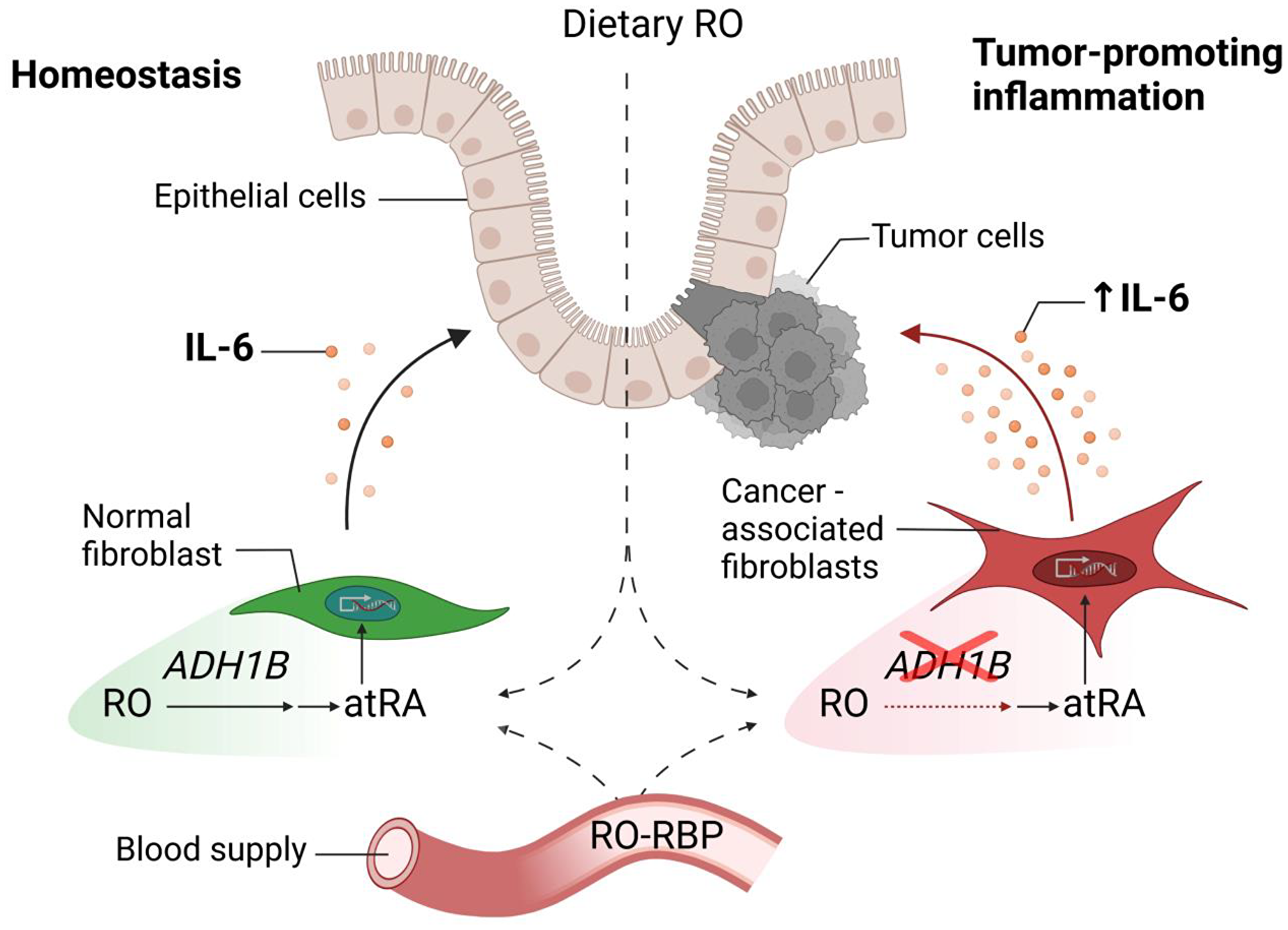 Retinol-mediated suppression of tumor-promoting IL-6 is disrupted in colon cancer-associated fibroblasts