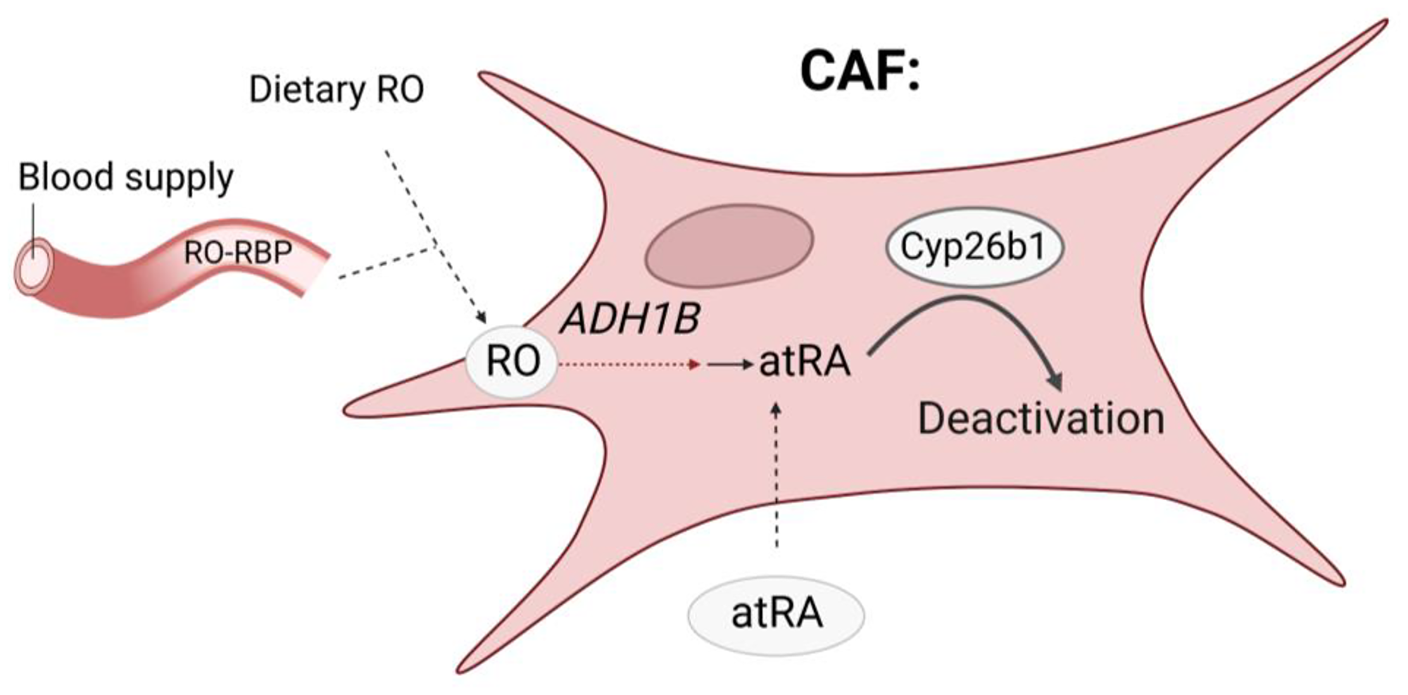 Preliminary data suggest that Cyp26b1 over-expression in CAFs could decrease colonic atRA levels