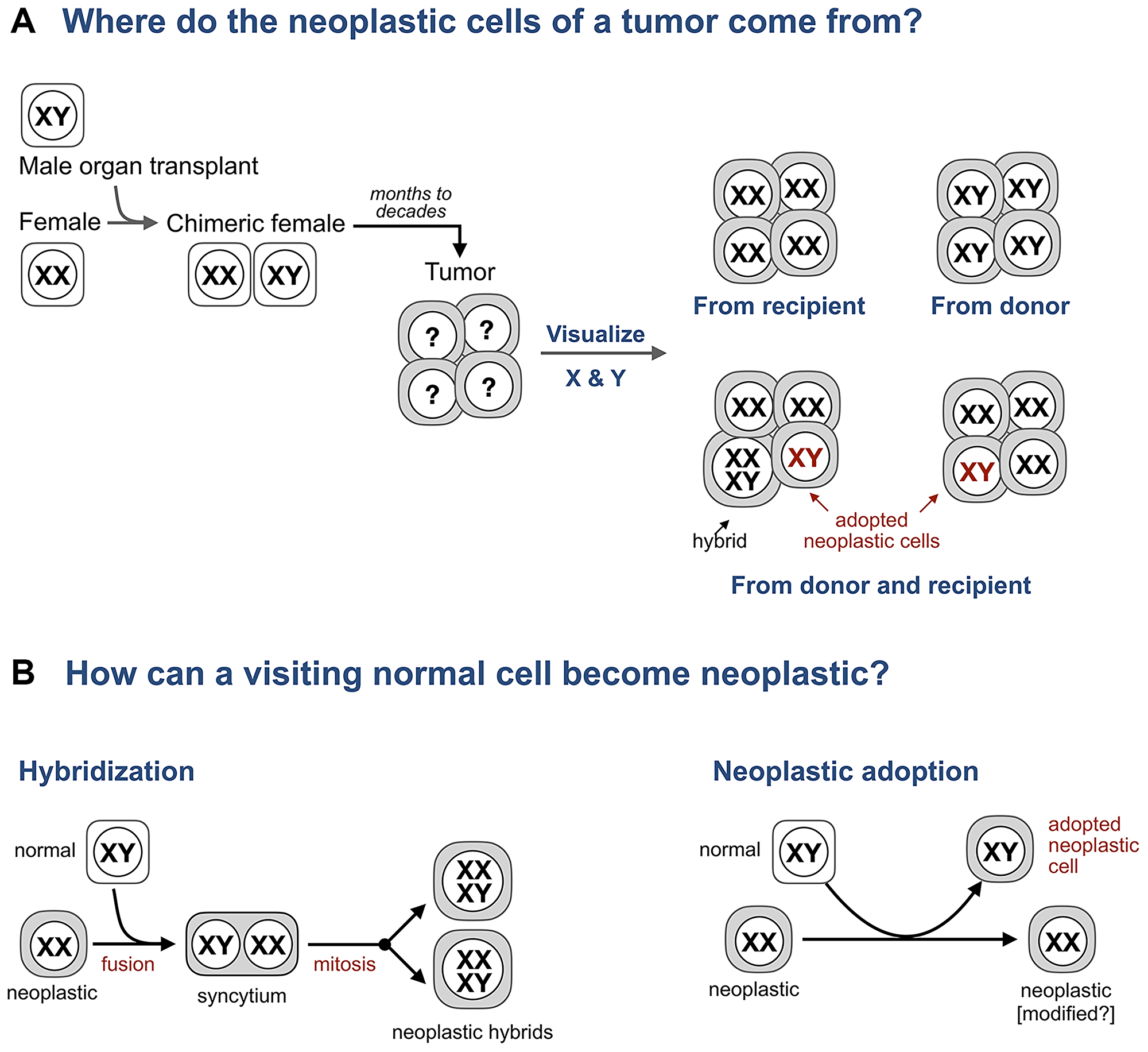 Adopted neoplastic cells in tumors from sex-mismatched transplant patients
