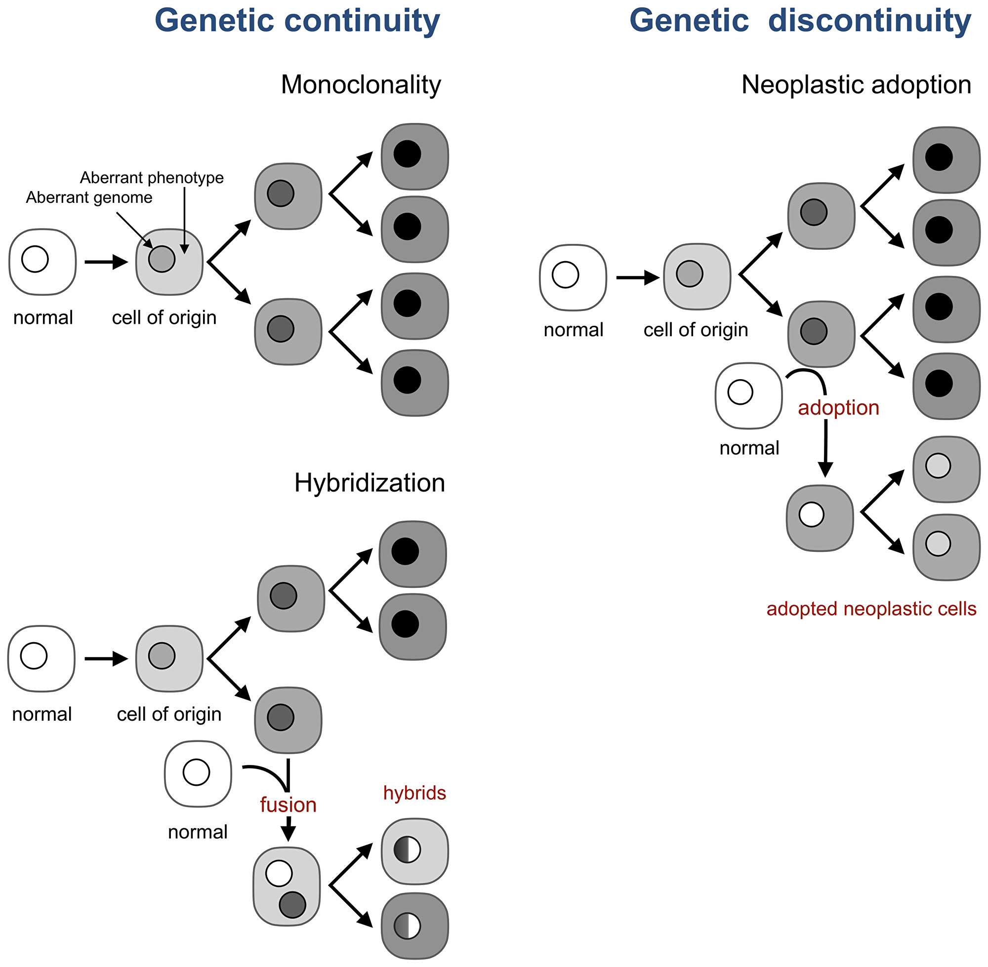 Neoplastic adoption enables genetic discontinuity in tumor development