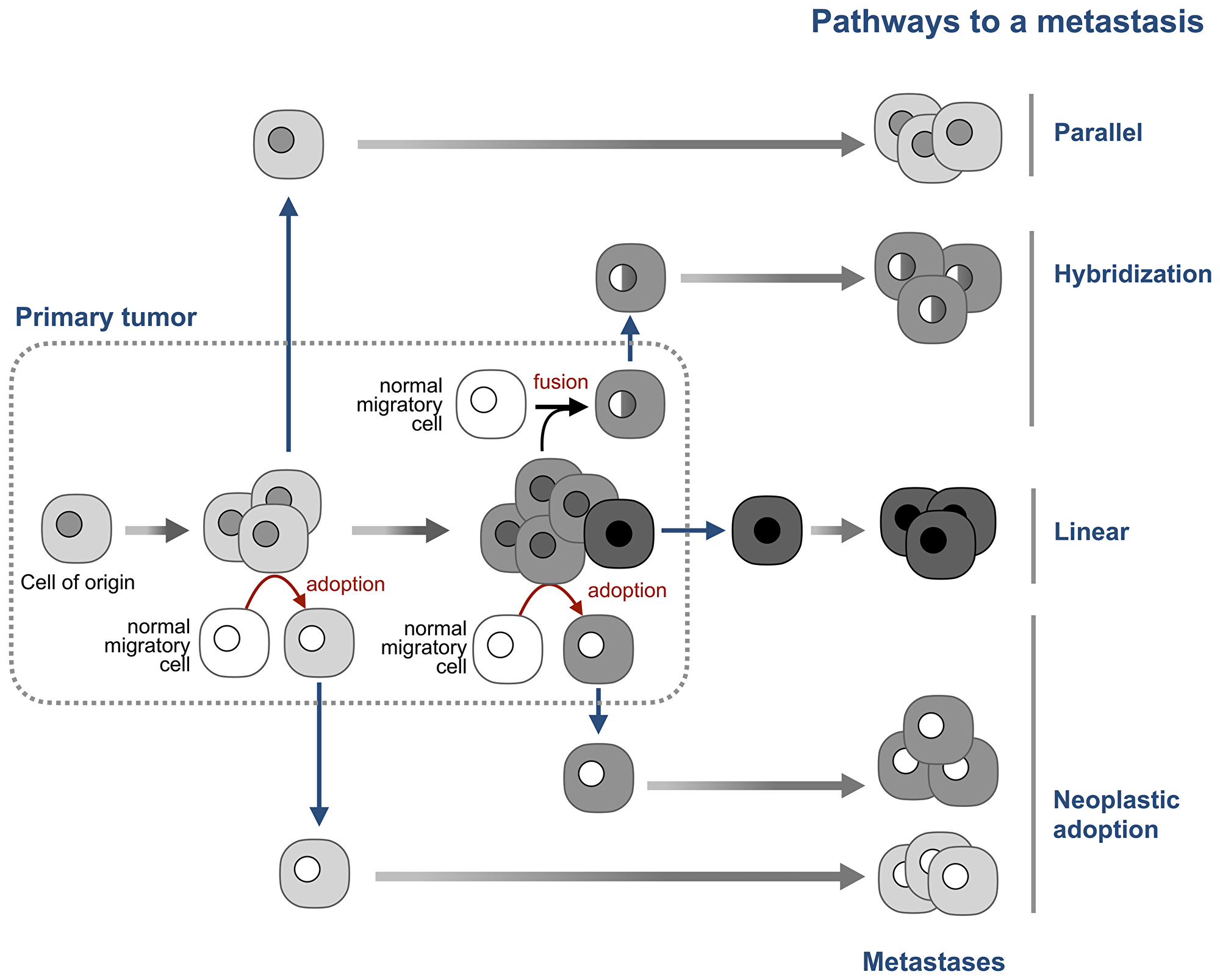Neoplastic adoption as a pathway of metastasis