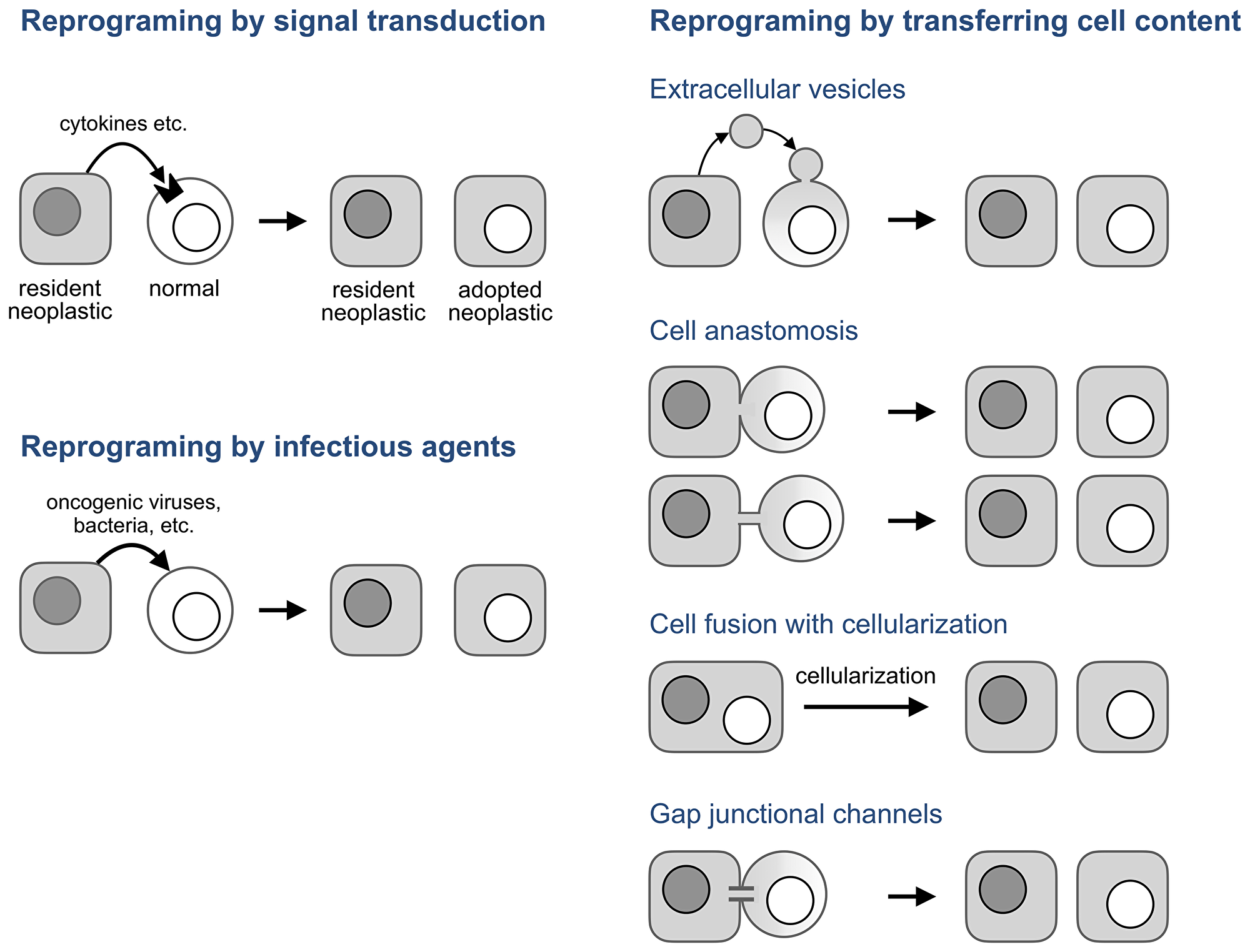 Potential mechanisms of neoplastic adoption